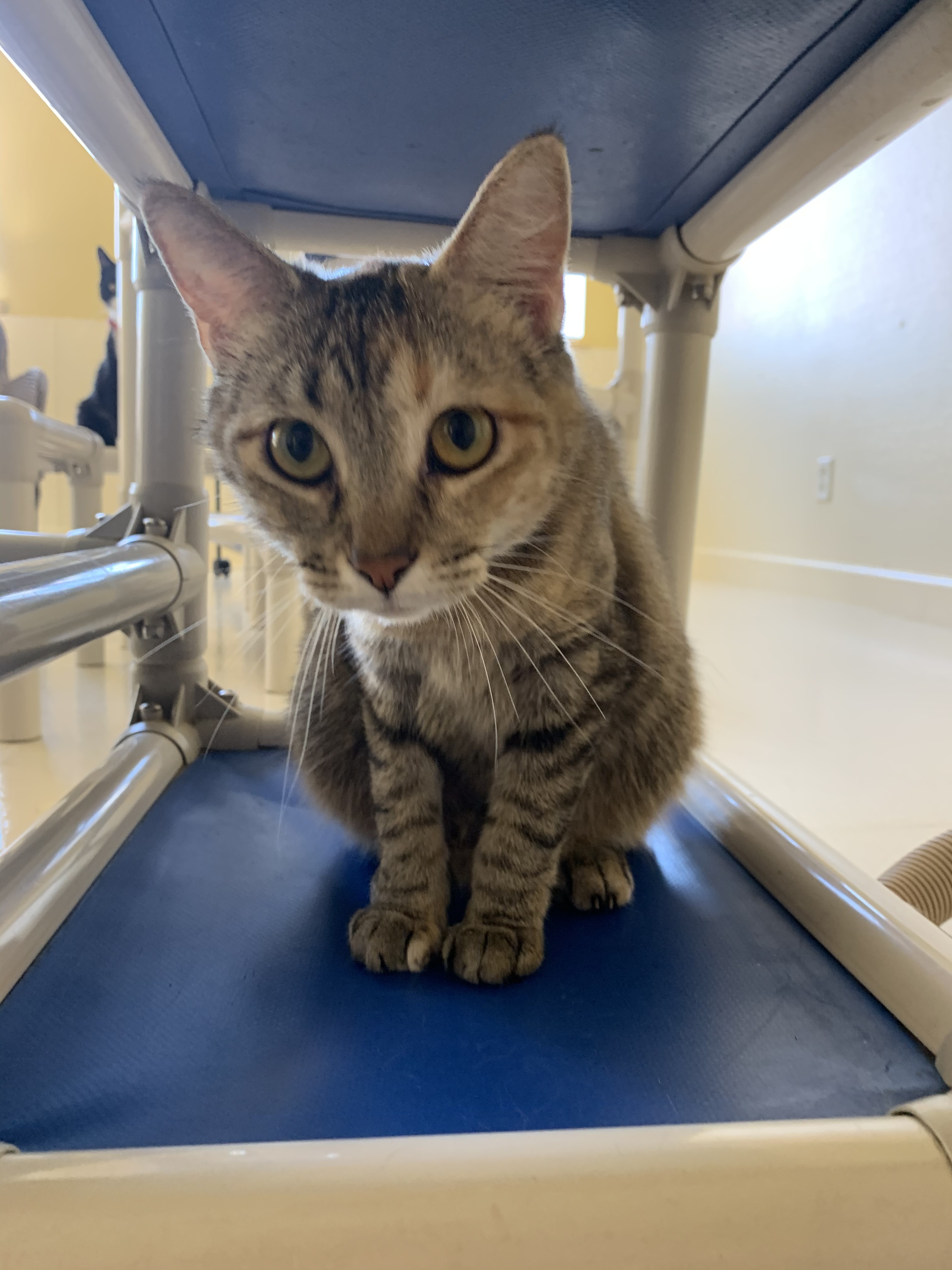 Poppy, a Adoptable Domestic Short Hair in Keokuk, IA image 3/10