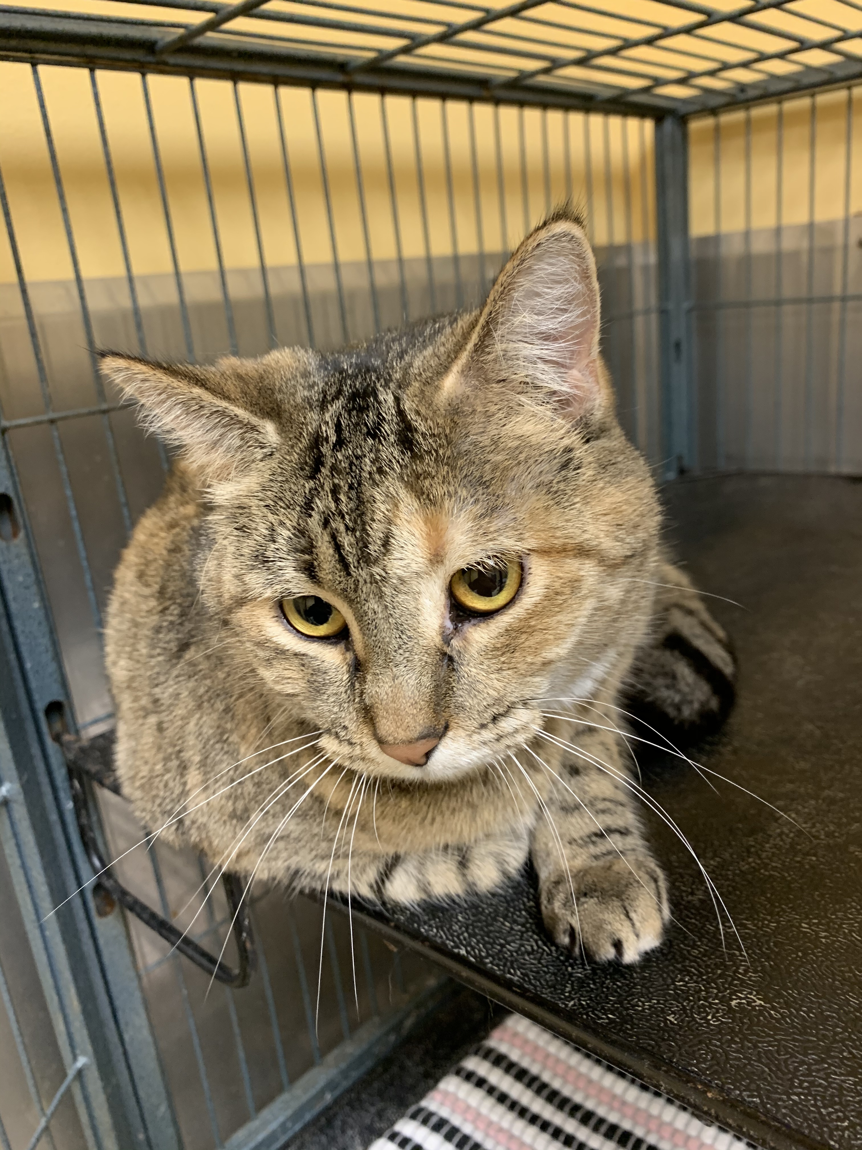 Poppy, a Adoptable Domestic Short Hair in Keokuk, IA image 4/10