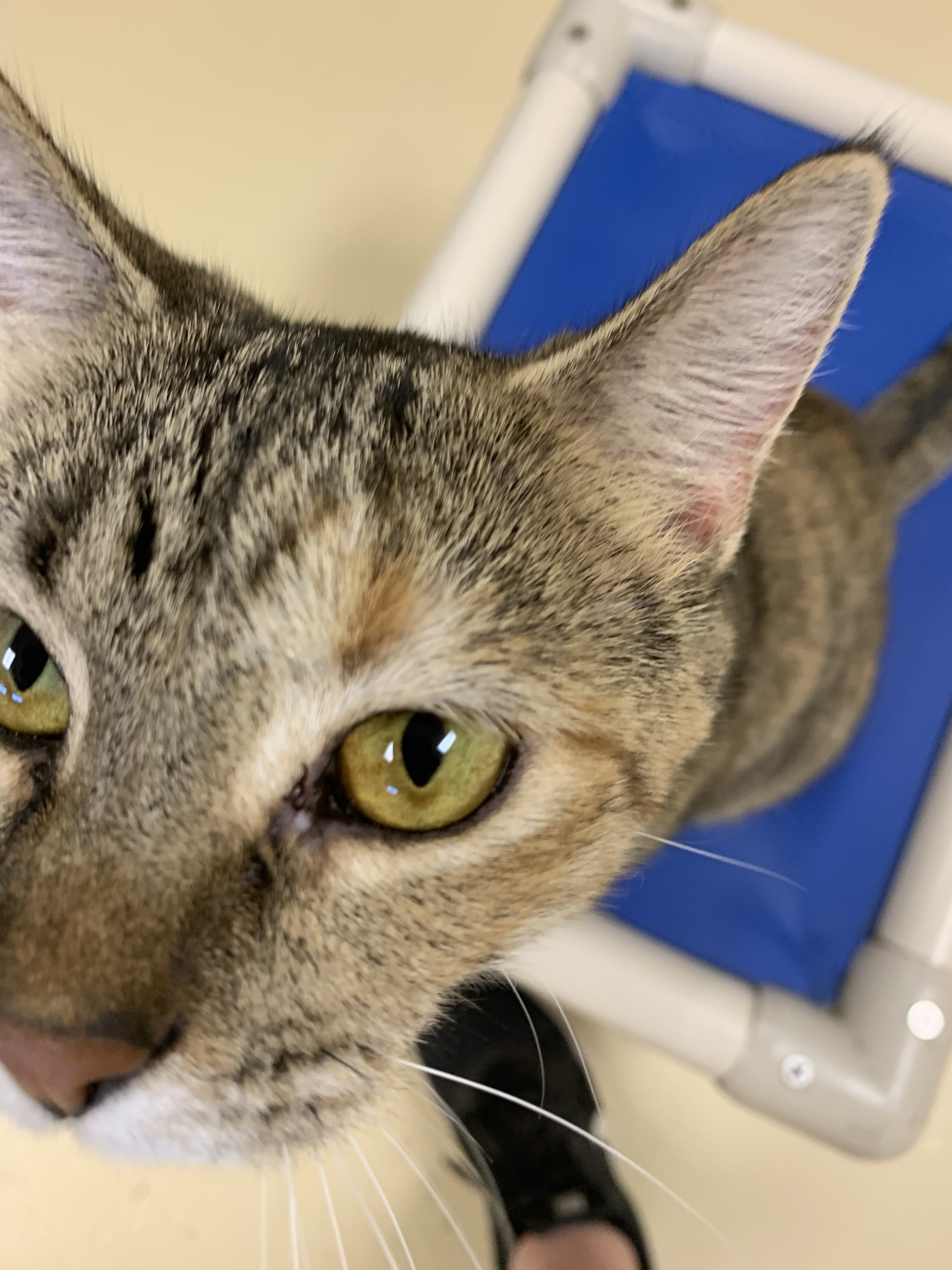 Poppy, a Adoptable Domestic Short Hair in Keokuk, IA image 5/10