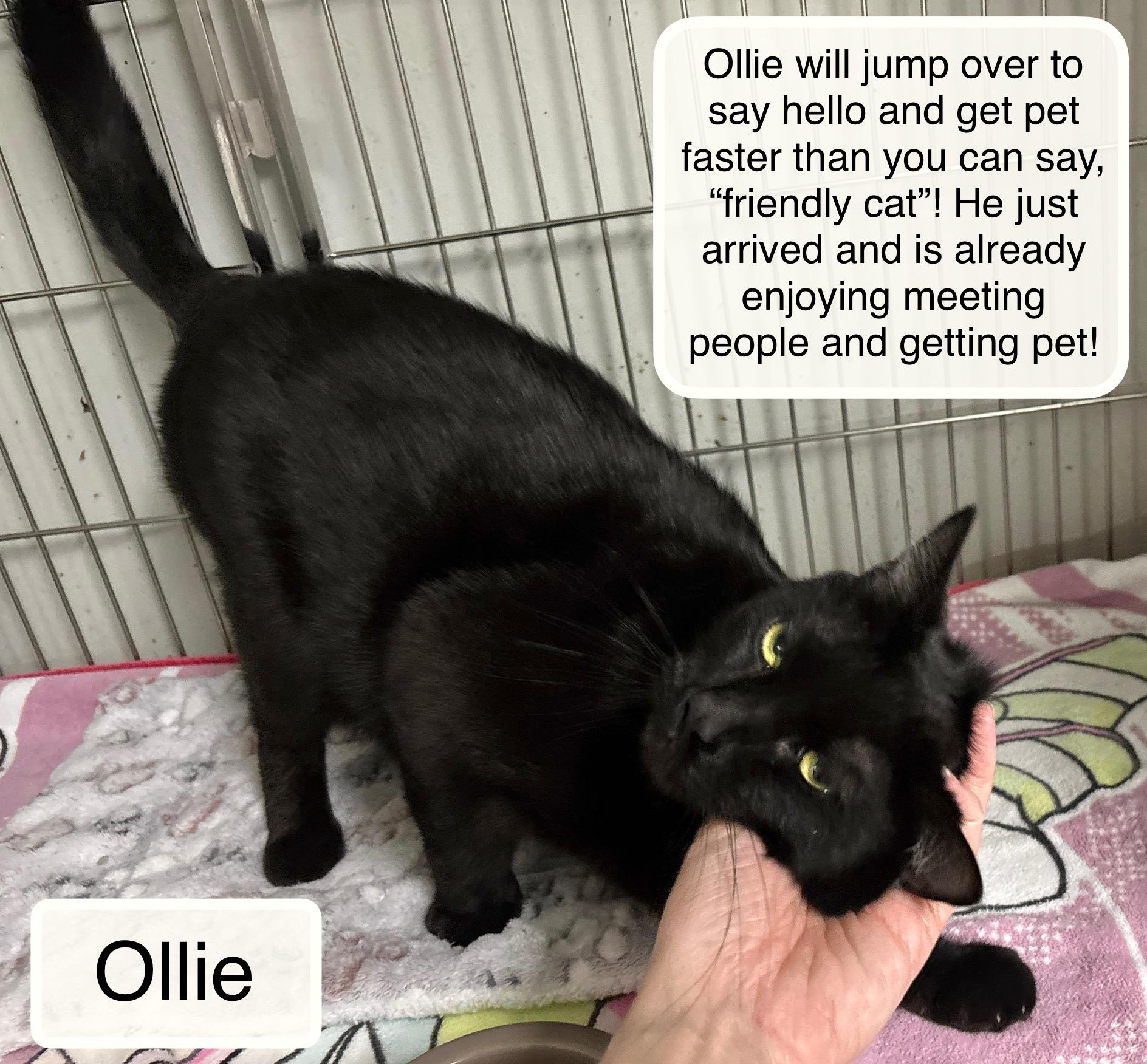 Enlarge Ollie at Luna Cat Cafe, a ADOPTABLE Domestic Short Hair in Ellicott City, MD image 1/1