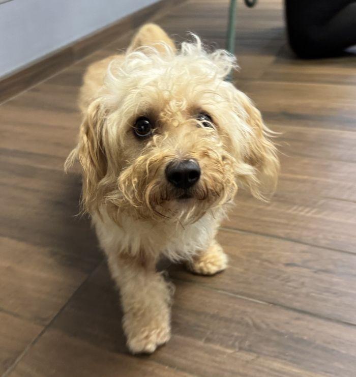 Prince Harry, Adopted, Adult Male Shih Tzu & Standard Poodle.