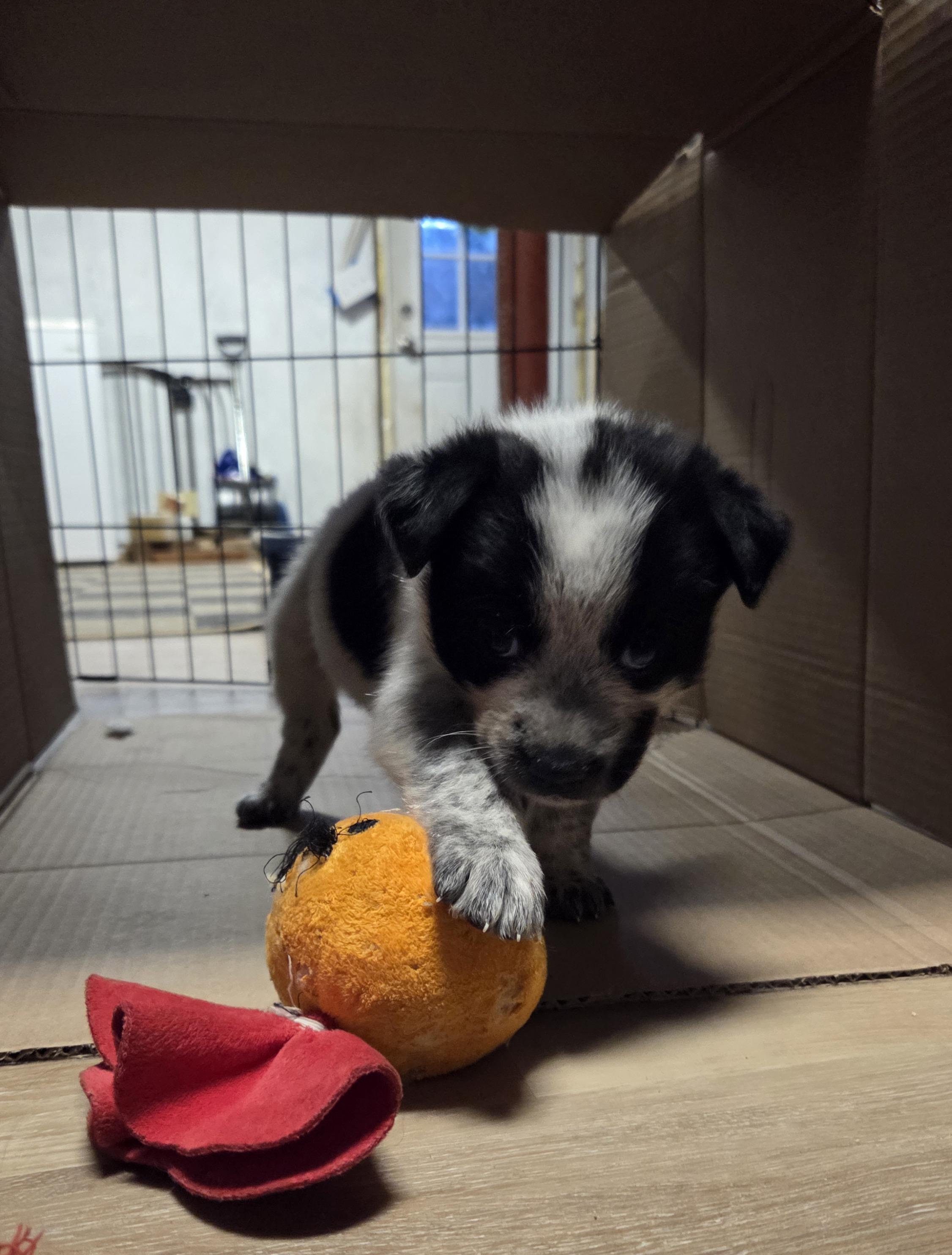 Enlarge Frodo, a ADOPTABLE Australian Cattle Dog / Blue Heeler in Pembroke, MA image 5/5