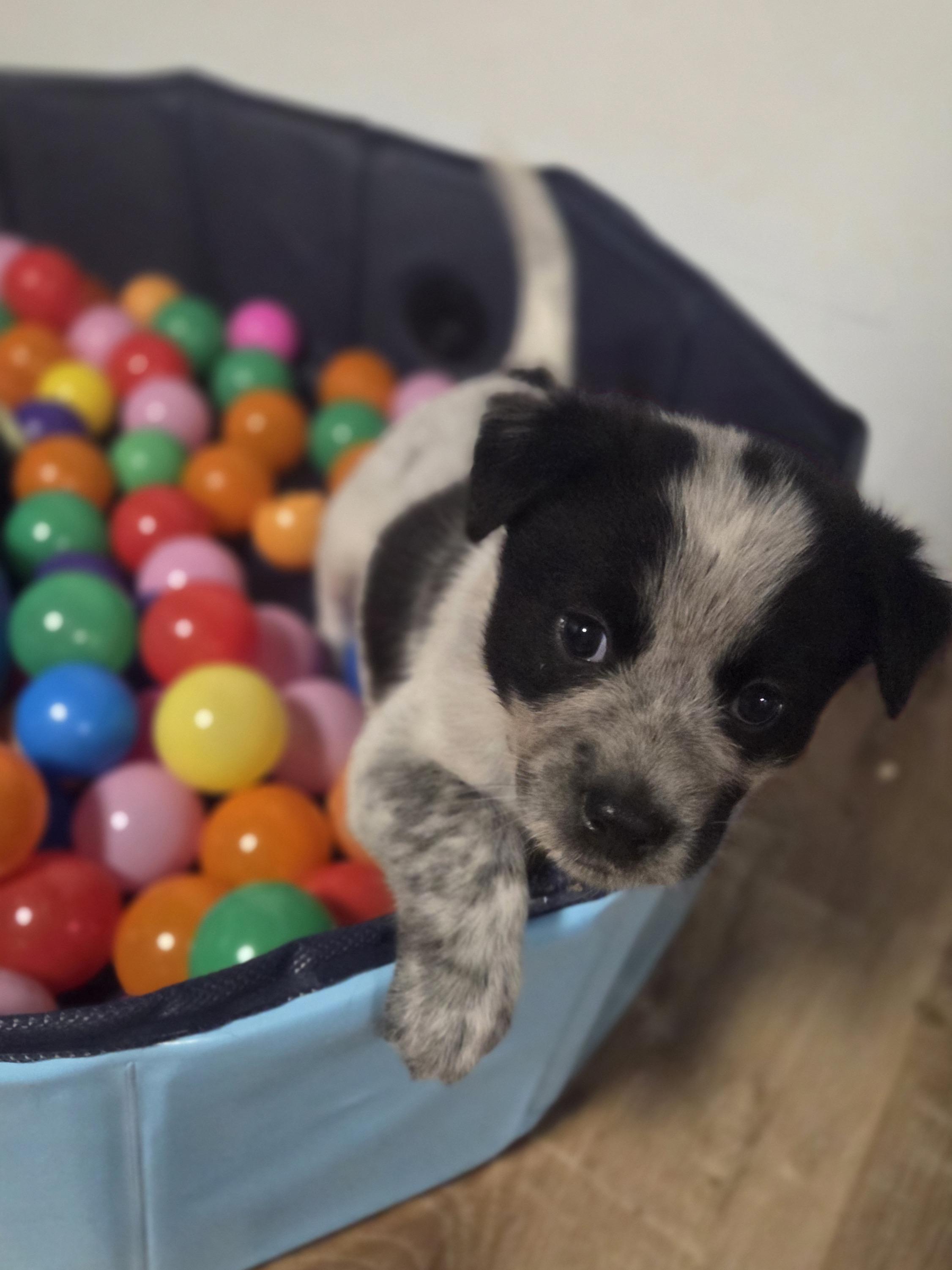 Frodo, ADOPTABLE, Puppy Female Australian Cattle Dog / Blue Heeler.
