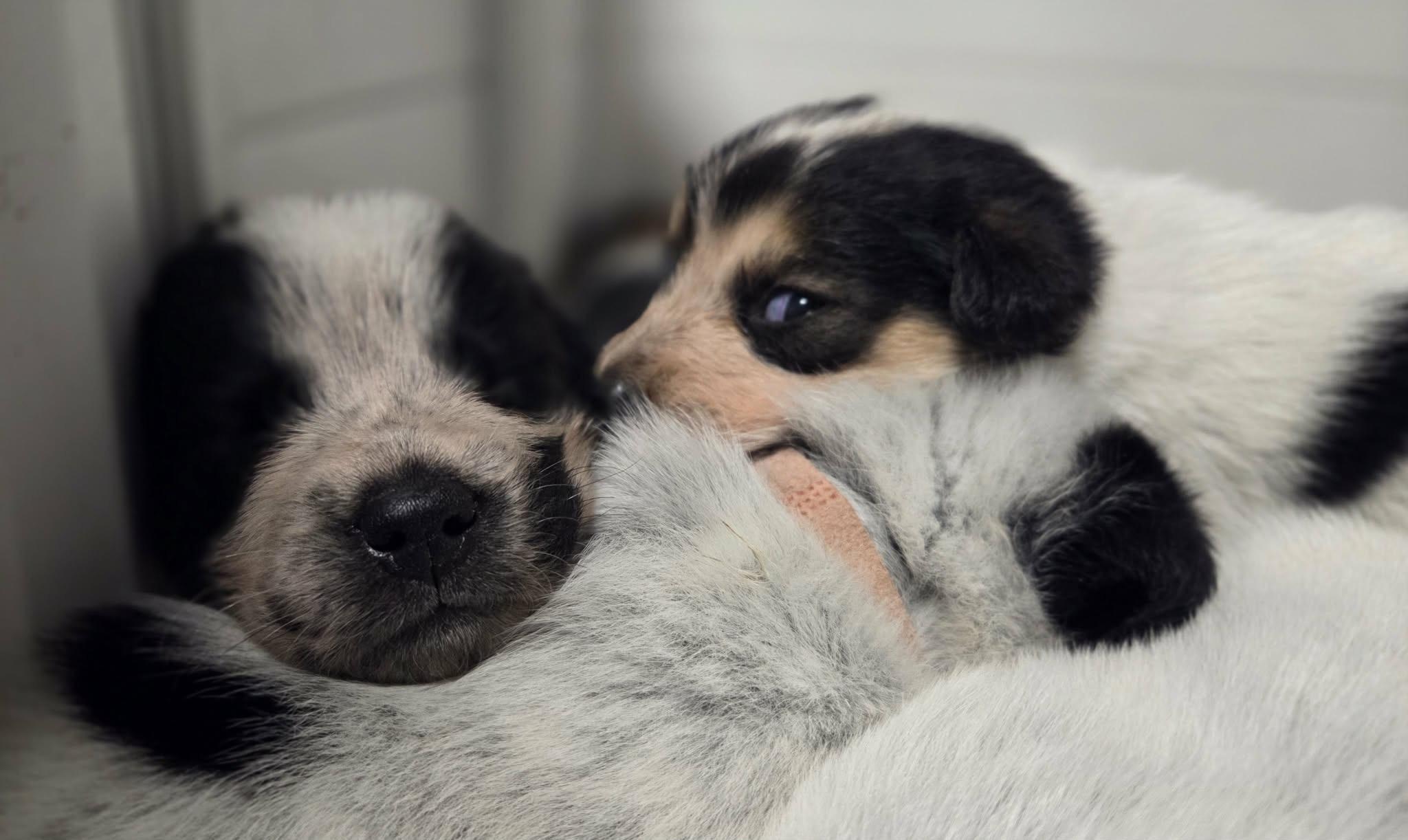 Enlarge Frodo, a ADOPTABLE Australian Cattle Dog / Blue Heeler in Pembroke, MA image 3/5