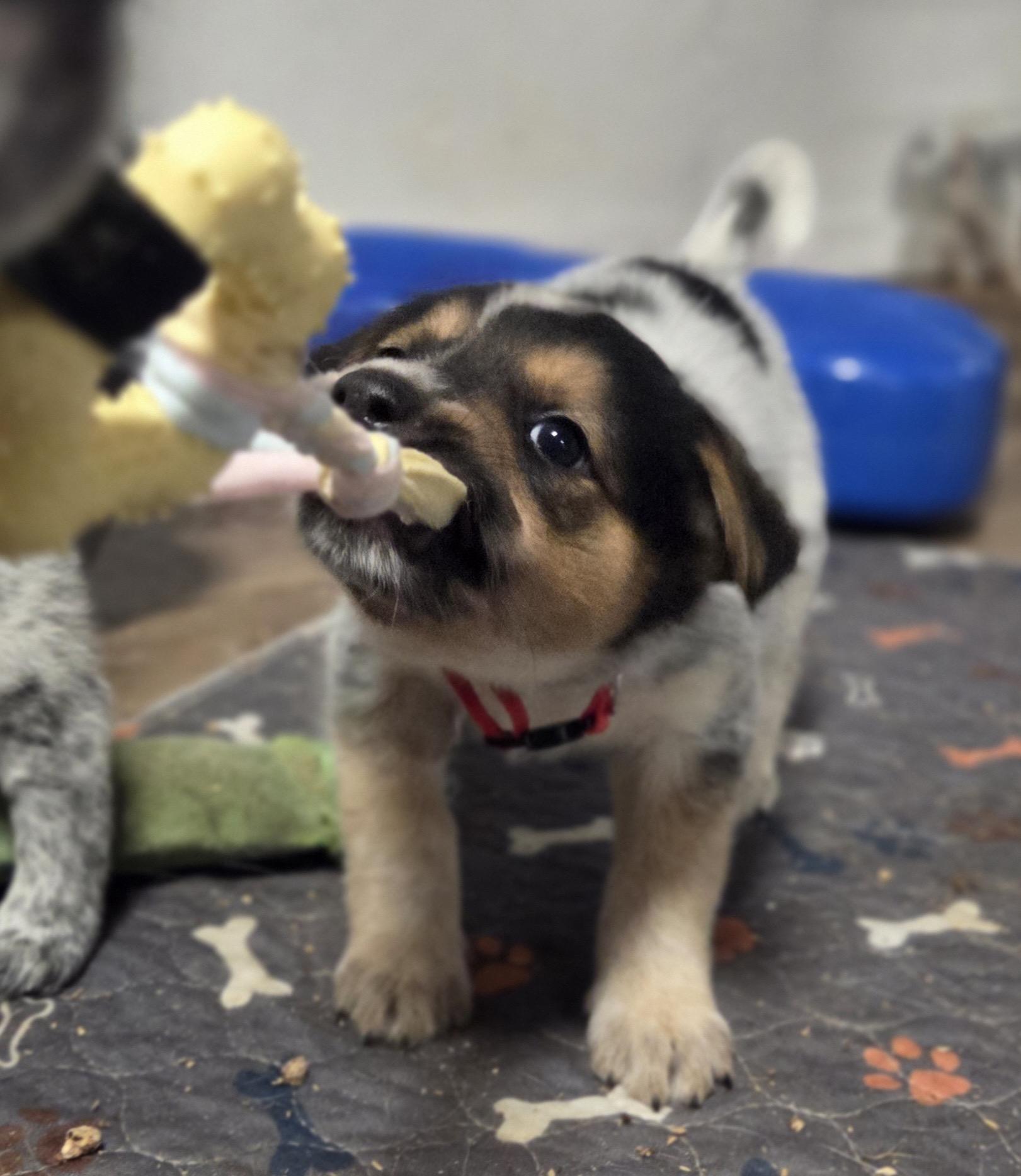 Enlarge Frodo, a ADOPTABLE Australian Cattle Dog / Blue Heeler in Pembroke, MA image 4/5