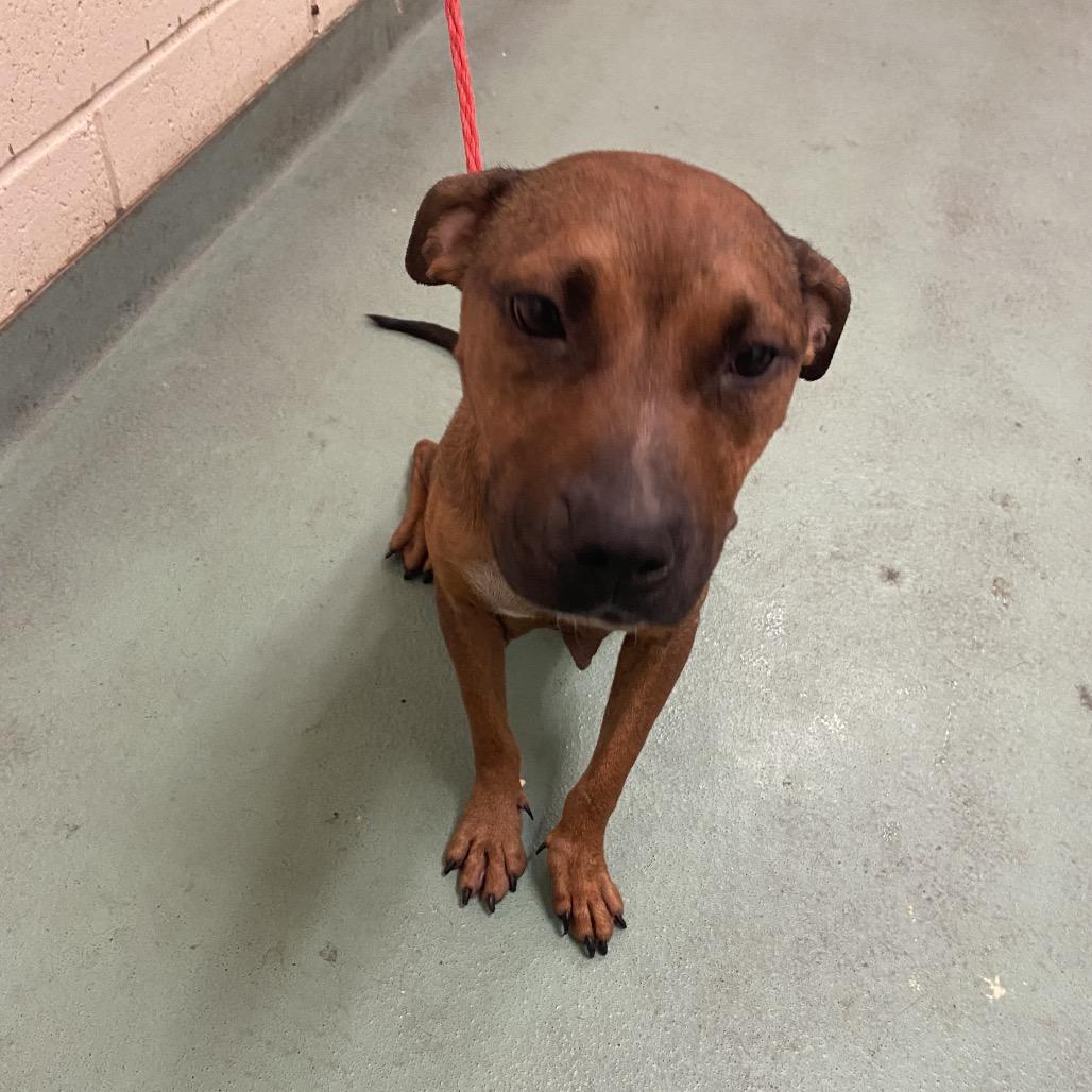 Bambi, Adoptable, Young Female Mixed Breed.