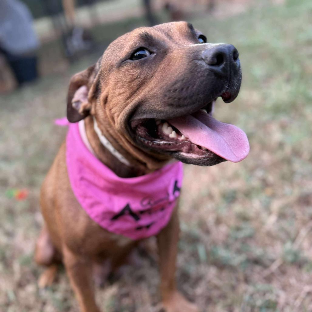 Bambi, Adoptable, Young Female Mixed Breed.