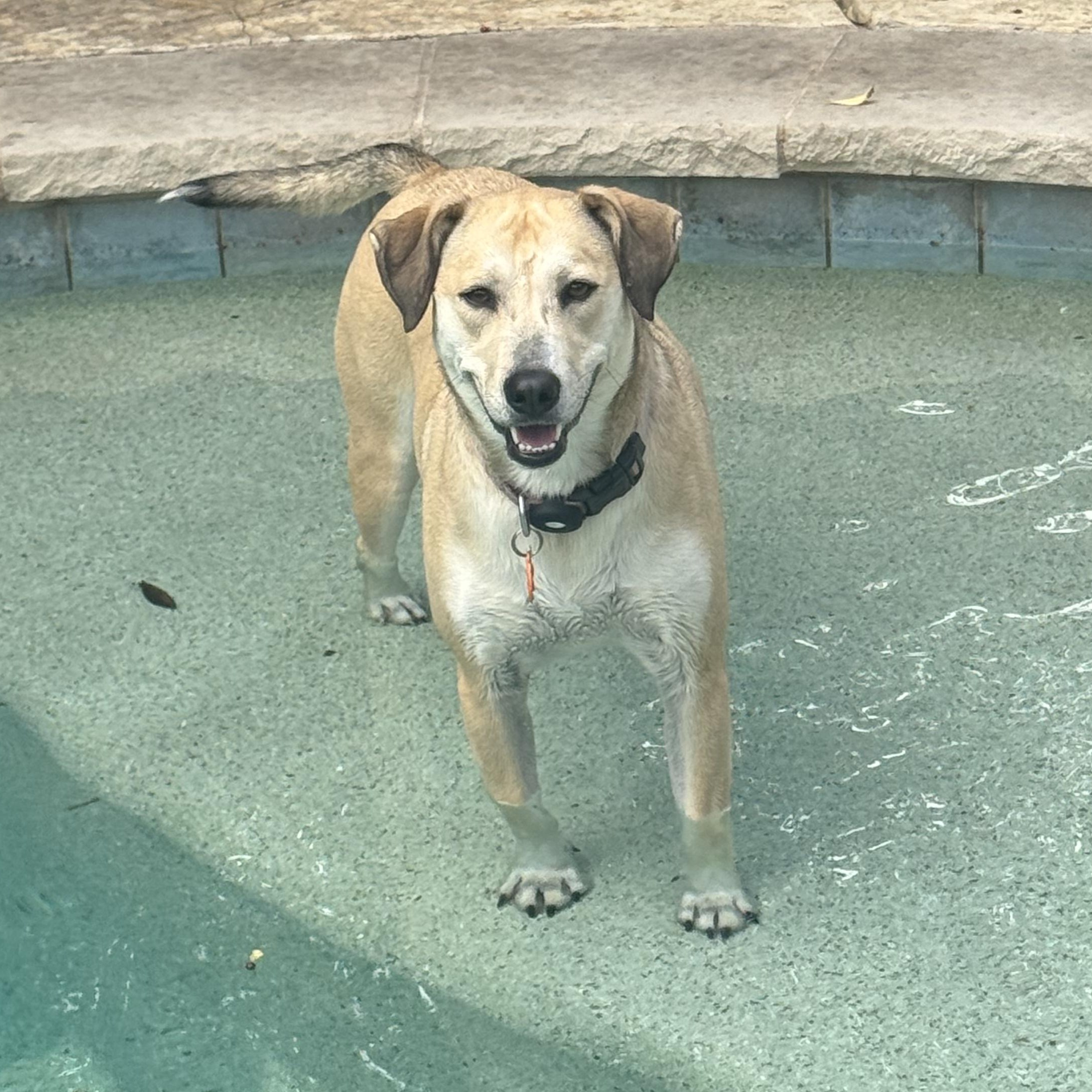 Enlarge Daisy, a Adoptable Yellow Labrador Retriever in Dallas, TX image 2/6