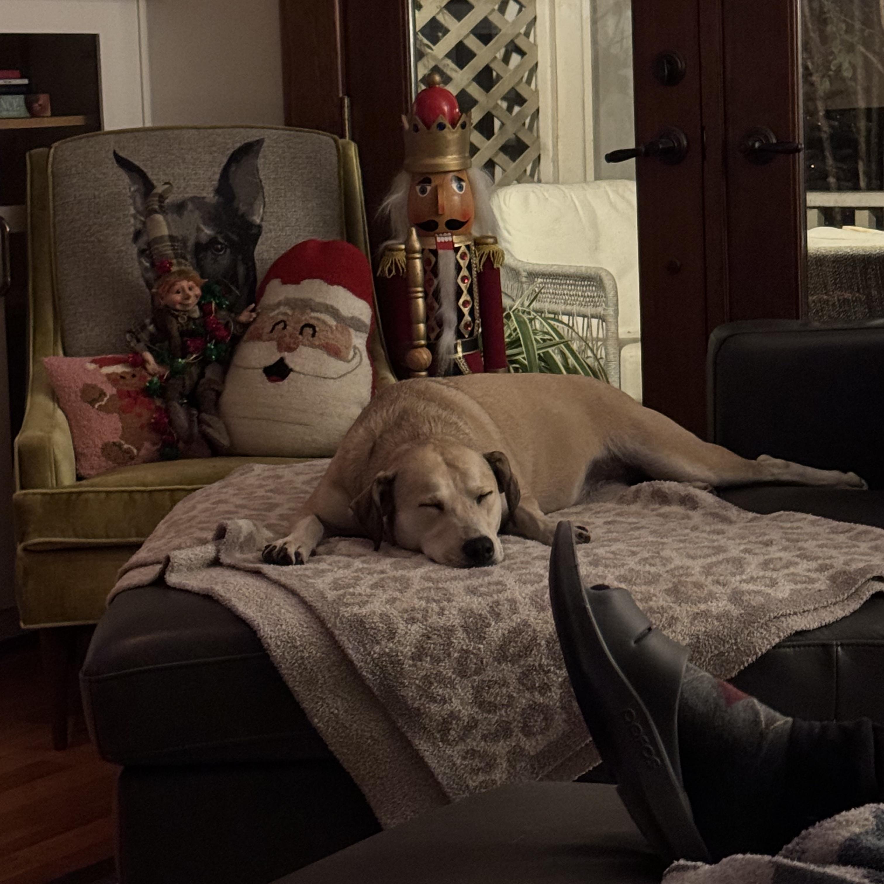Enlarge Daisy, a Adoptable Yellow Labrador Retriever in Dallas, TX image 3/6