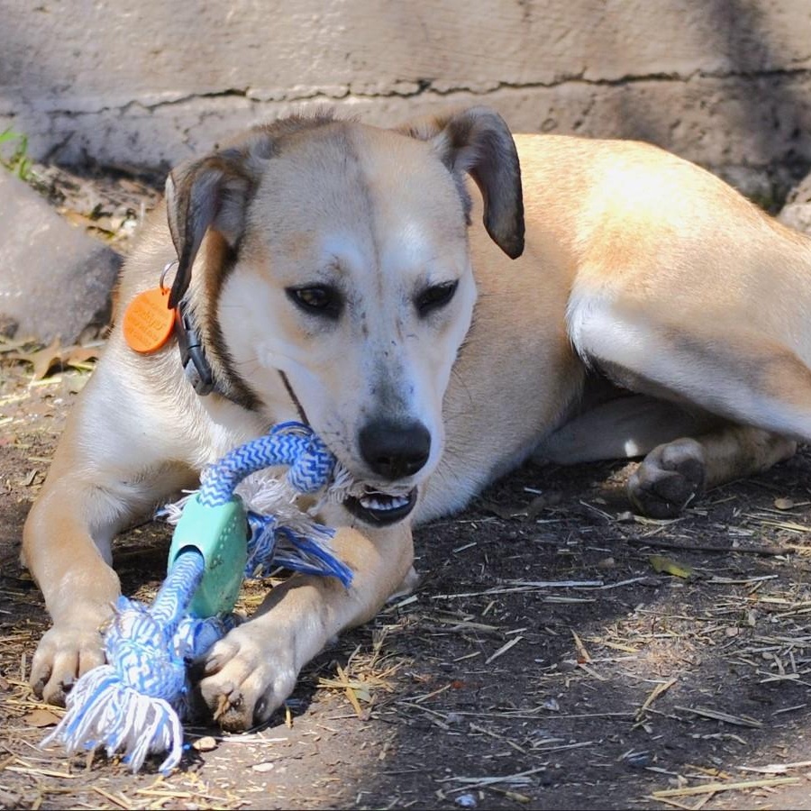 Enlarge Daisy, a Adoptable Yellow Labrador Retriever in Dallas, TX image 6/6