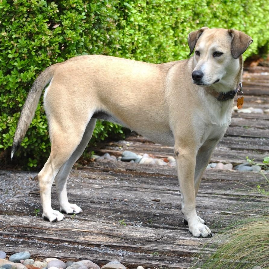 Enlarge Daisy, a Adoptable Yellow Labrador Retriever in Dallas, TX image 4/6