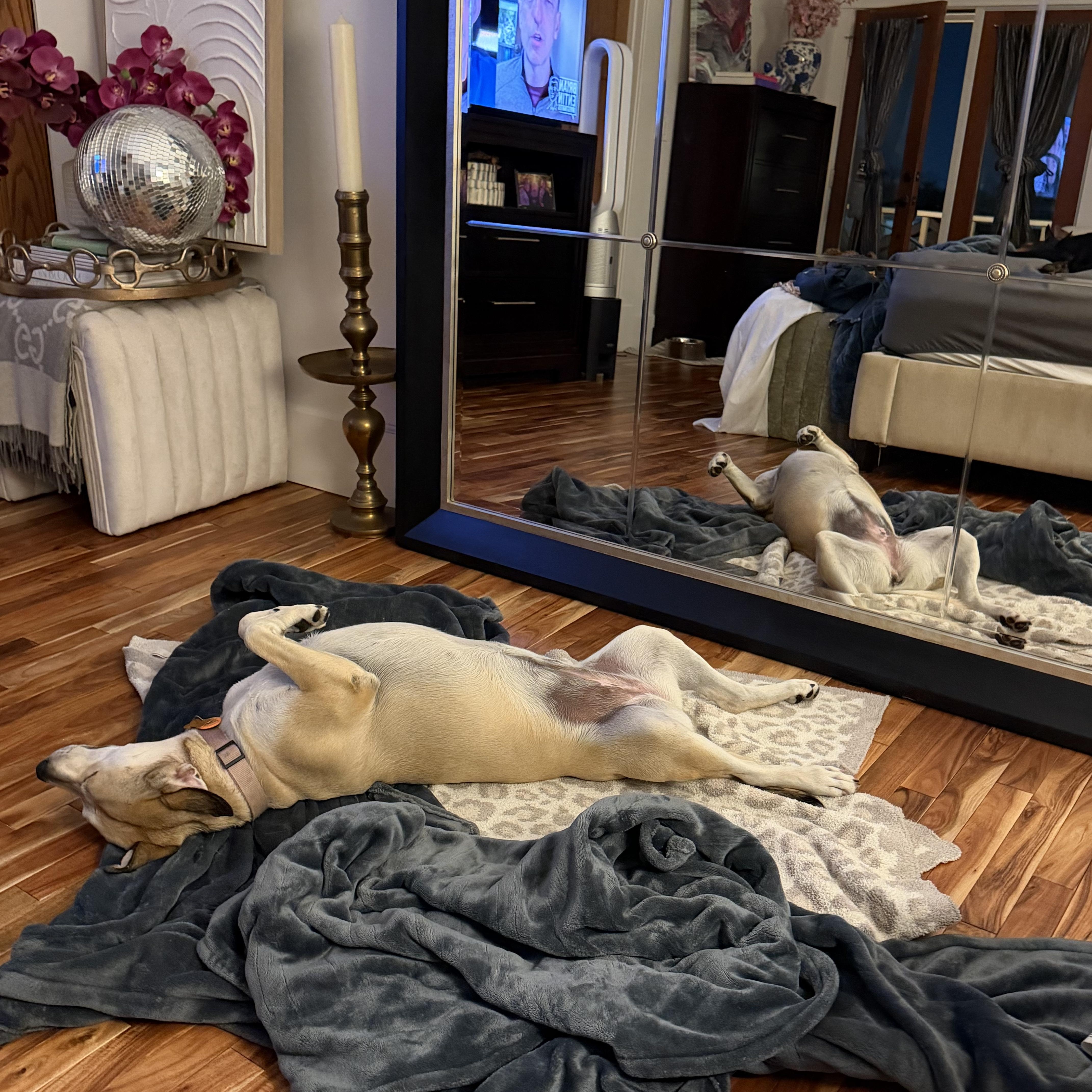 Enlarge Daisy, a Adoptable Yellow Labrador Retriever in Dallas, TX image 5/6