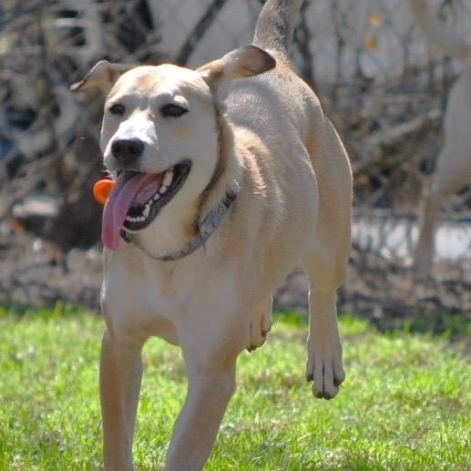 Daisy, Adoptable, Adult Female Yellow Labrador Retriever.