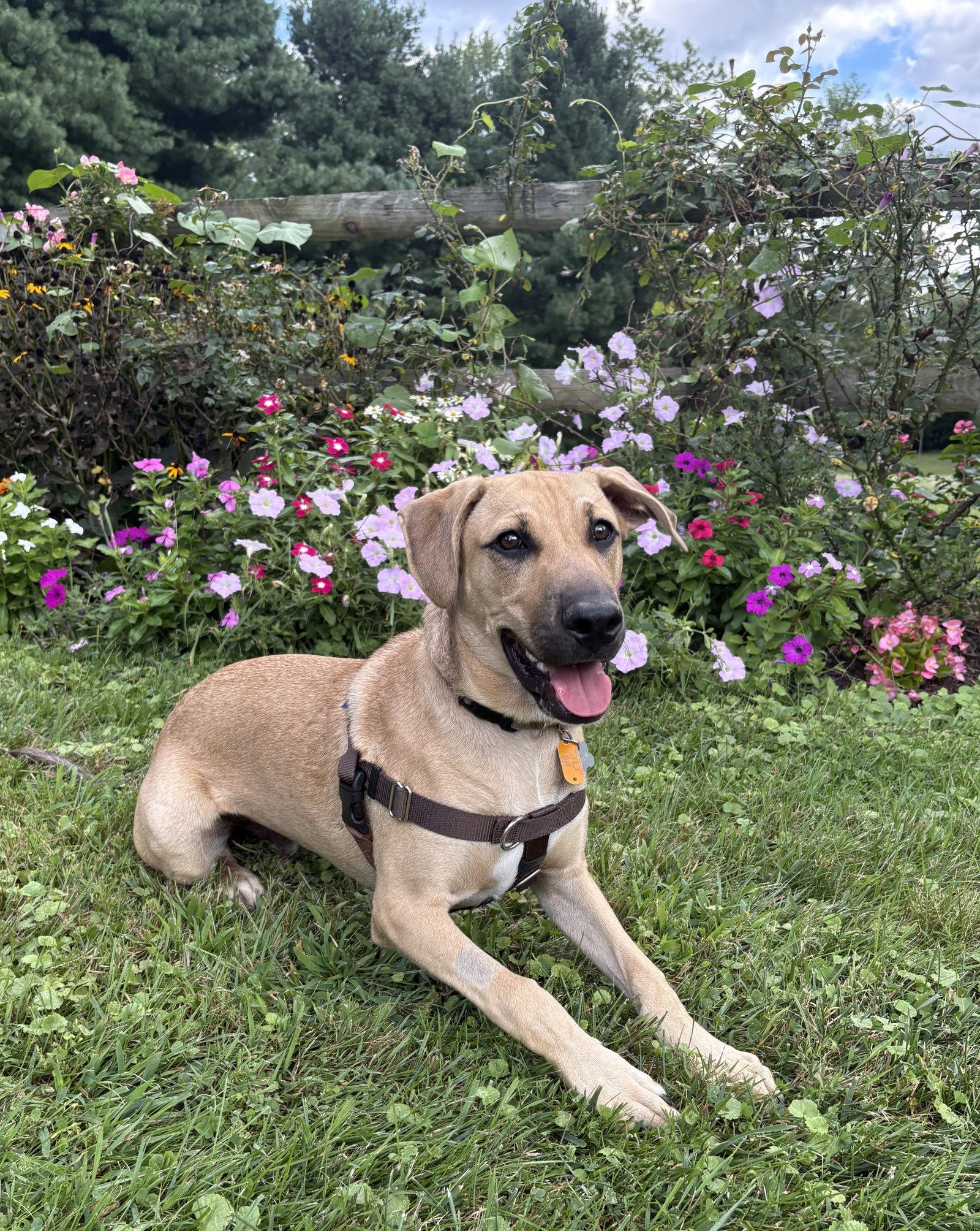 Charlie, Adoptable, Young Male Hound.