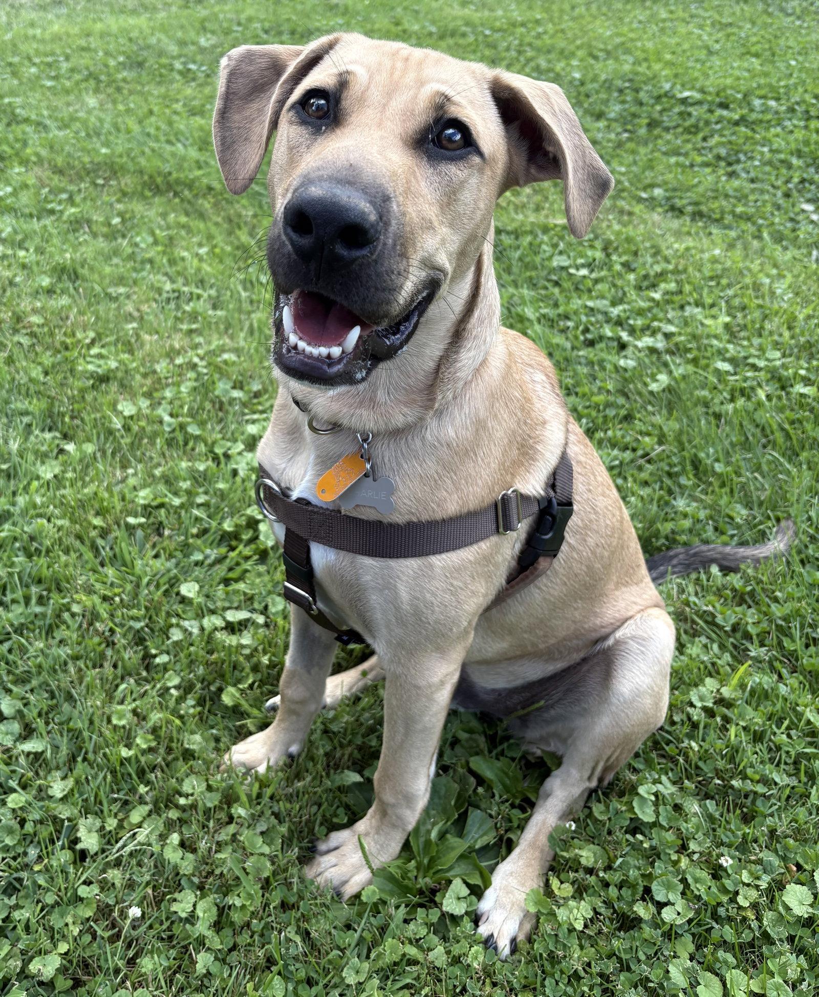 Enlarge Charlie, a Adoptable Hound in Doylestown, PA image 2/2
