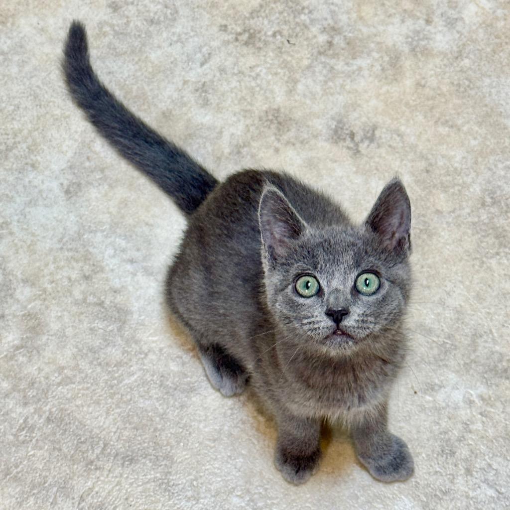 Amanita, Adoptable, Kitten Female Domestic Short Hair.