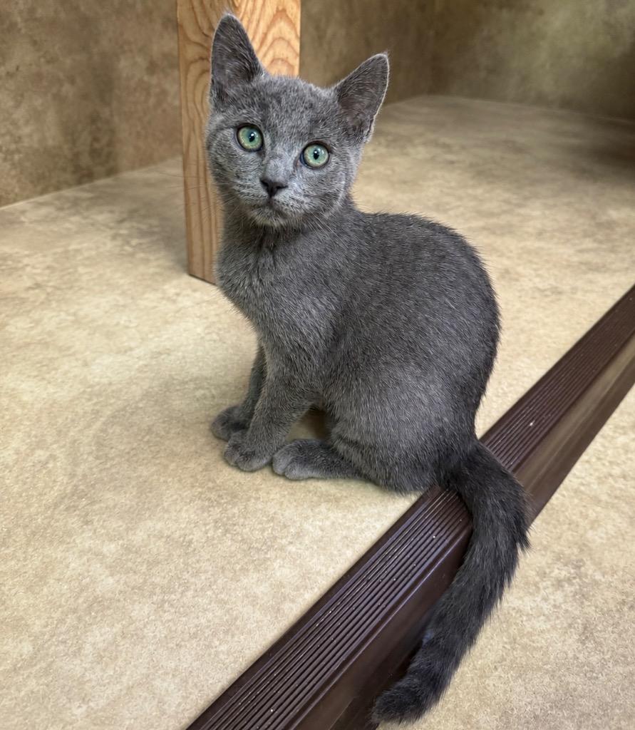 Enlarge Amanita, a Adoptable mixed breed in Cambria, CA image 2/6