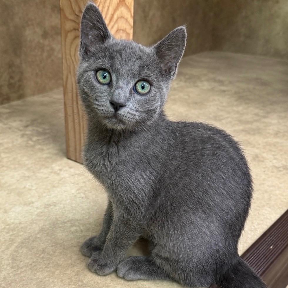 Enlarge Amanita, a Adoptable mixed breed in Cambria, CA image 3/6