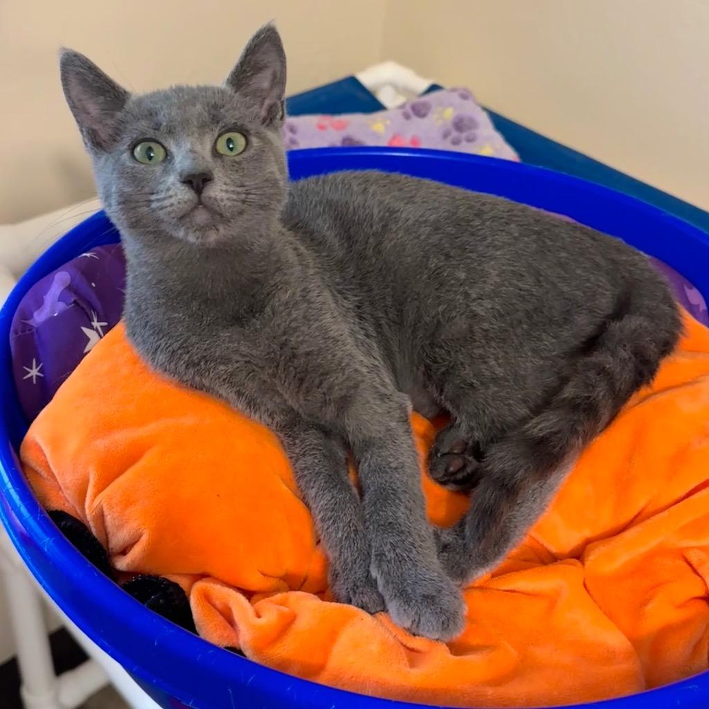 Enlarge Amanita, a Adoptable mixed breed in Cambria, CA image 4/6