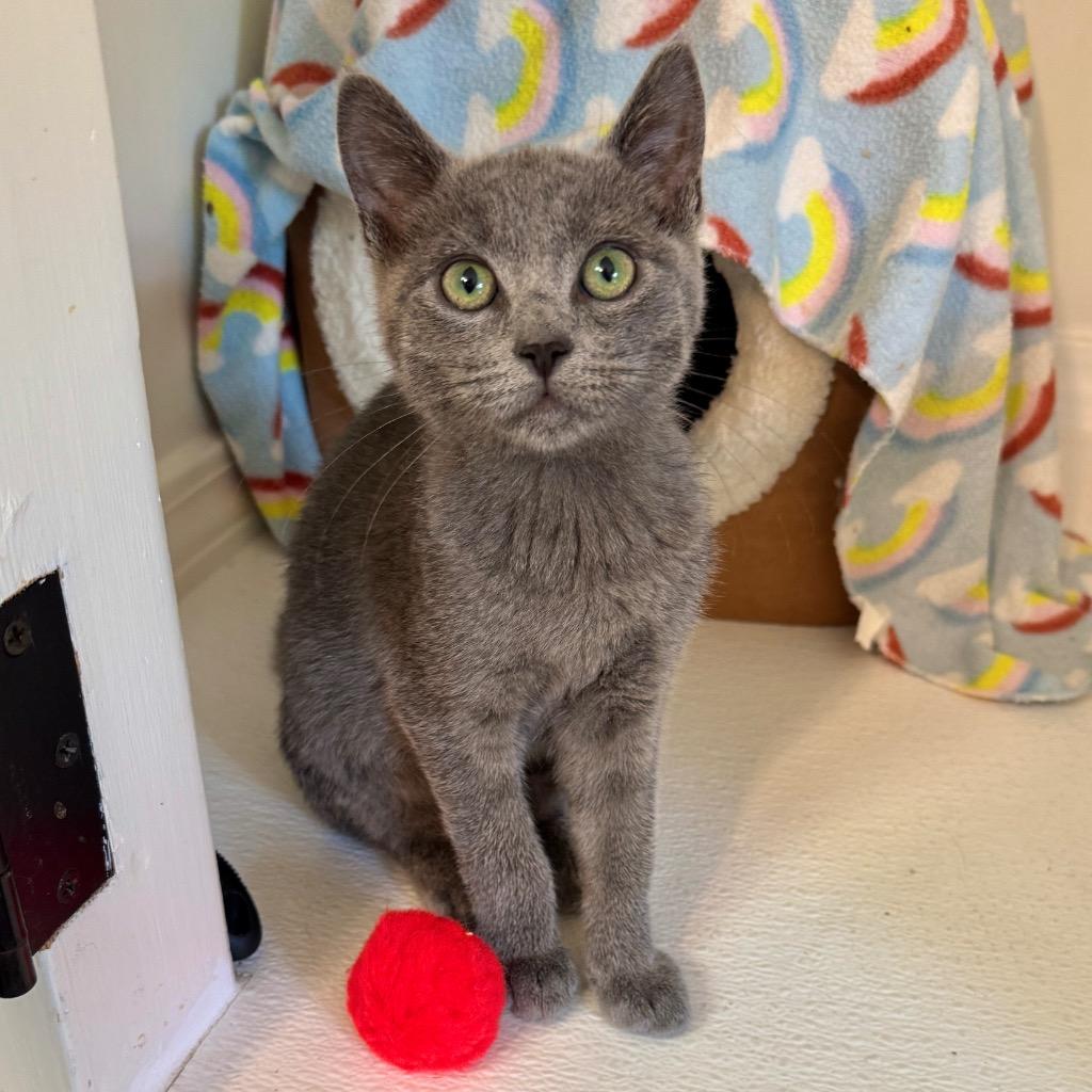 Enlarge Amanita, a Adoptable mixed breed in Cambria, CA image 5/6