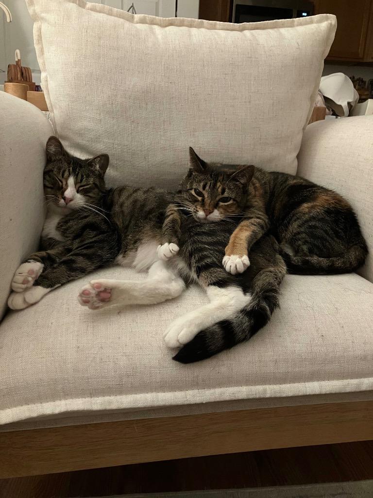 Naxos, Adoptable, Adult Female Domestic Short Hair.