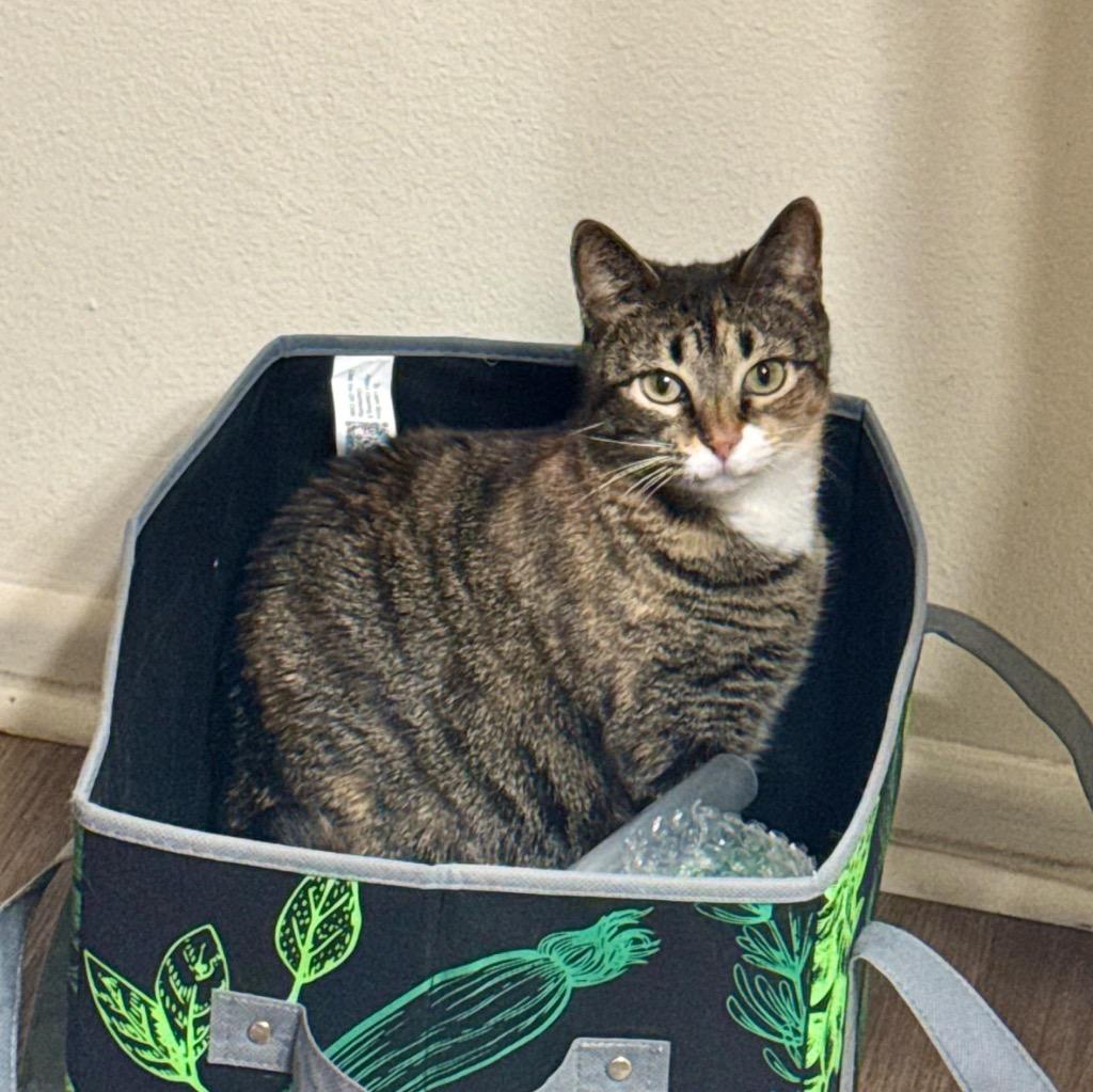 Naxos, a Adoptable mixed breed in Fort Lupton, CO image 2/6