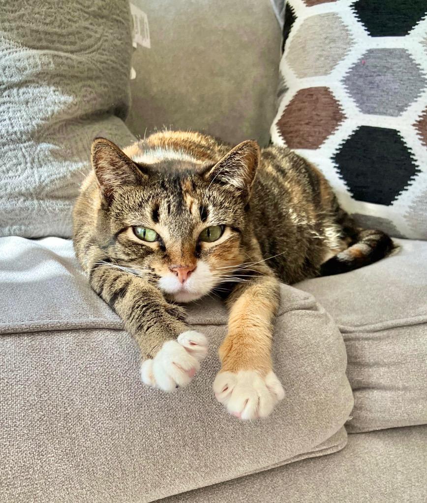 Naxos, a Adoptable mixed breed in Fort Lupton, CO image 4/6