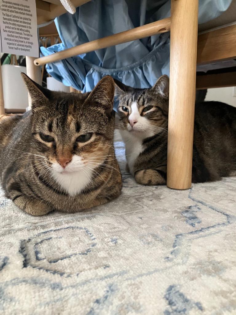 Naxos, a Adoptable mixed breed in Fort Lupton, CO image 5/6