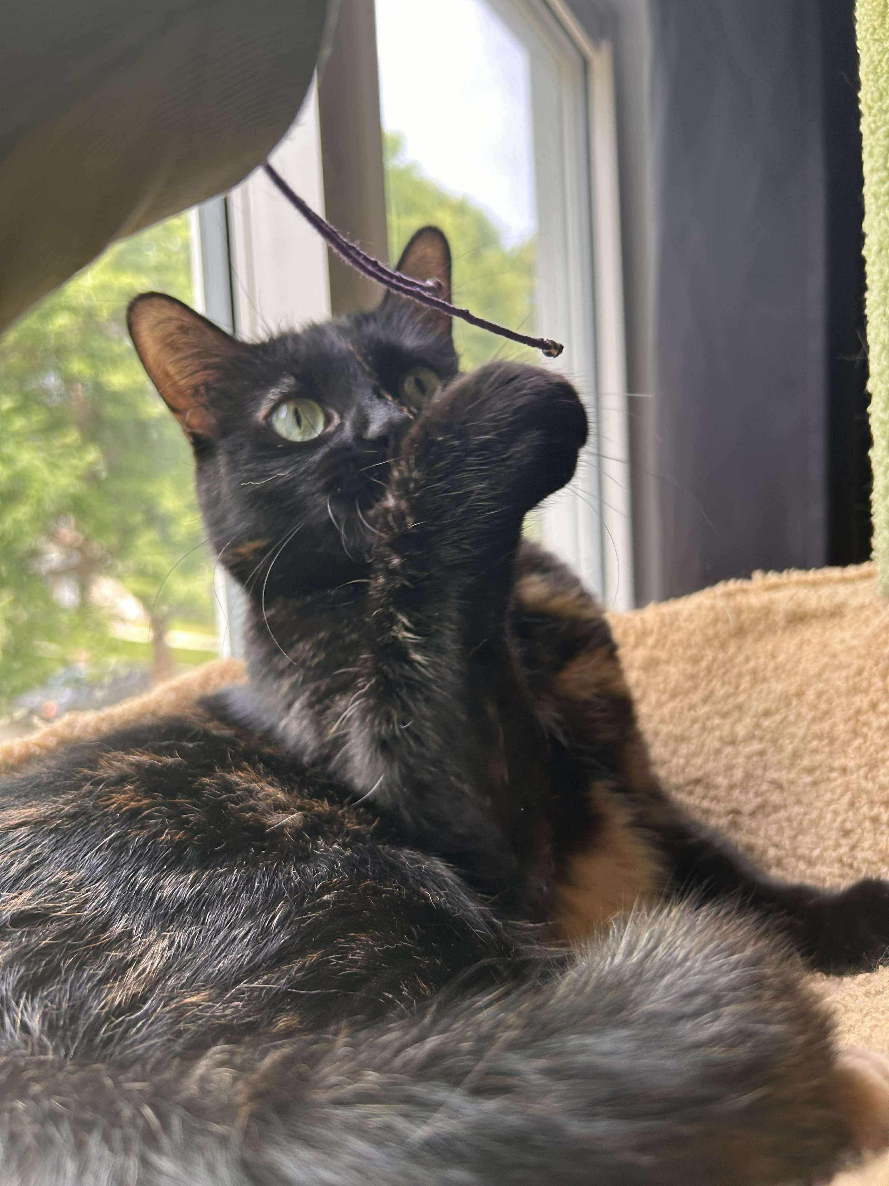 Marilyn, an adoptable Domestic Medium Hair in Winnipeg, MB, R3E 2Z9 | Photo Image 2