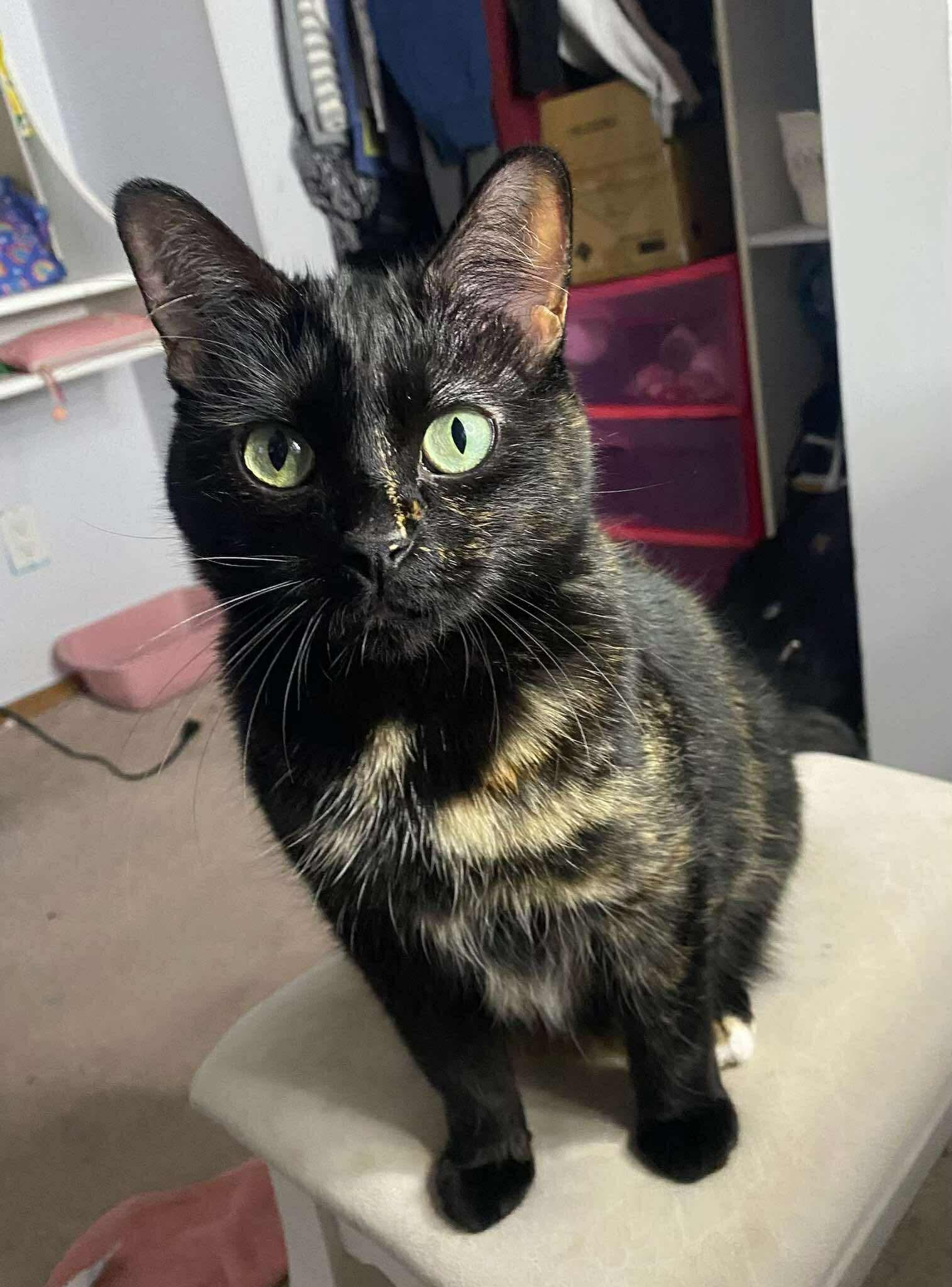 Marilyn, an adoptable Domestic Medium Hair in Winnipeg, MB, R3E 2Z9 | Photo Image 1
