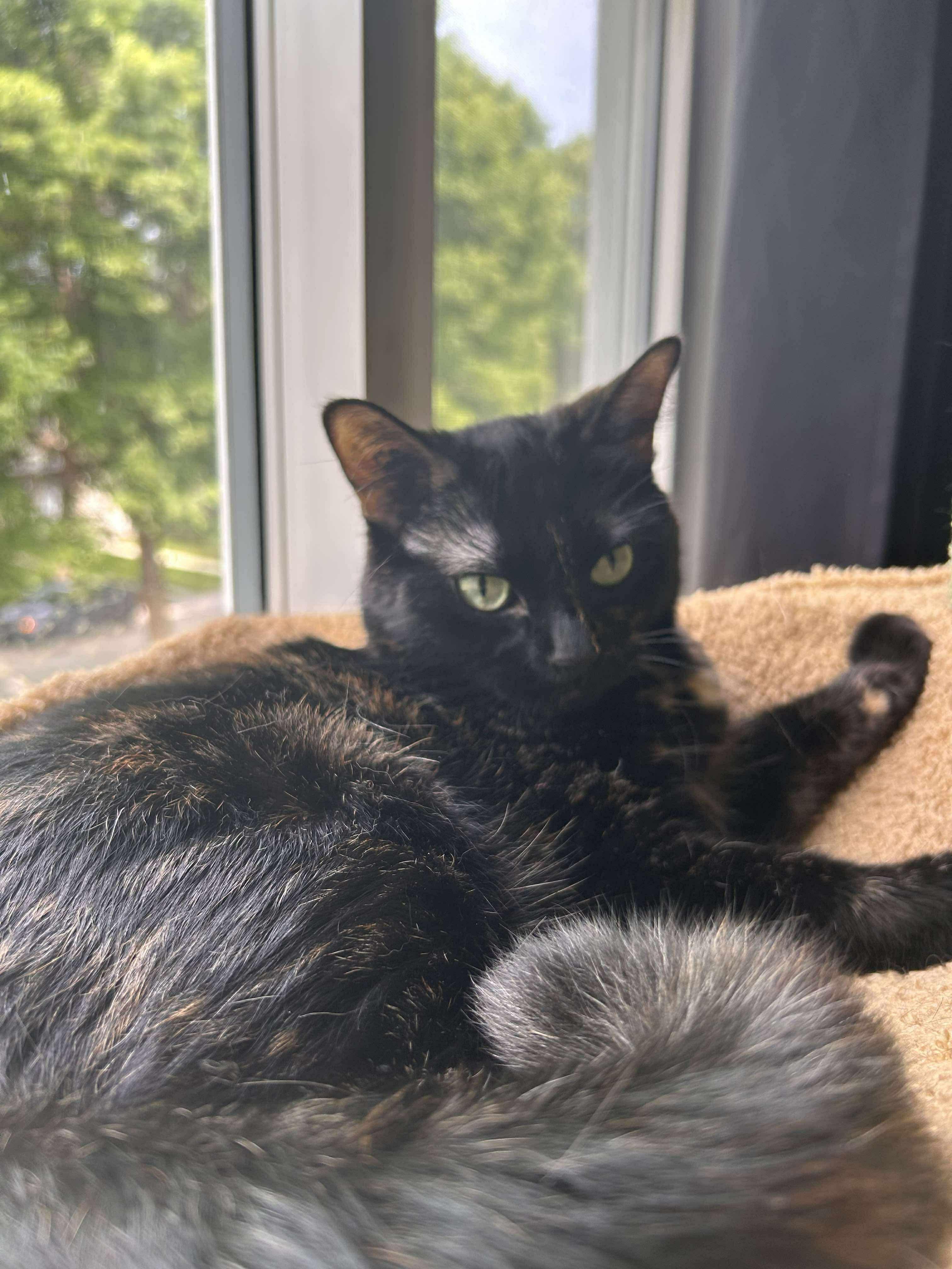 Marilyn, an adoptable Domestic Medium Hair in Winnipeg, MB, R3E 2Z9 | Photo Image 4
