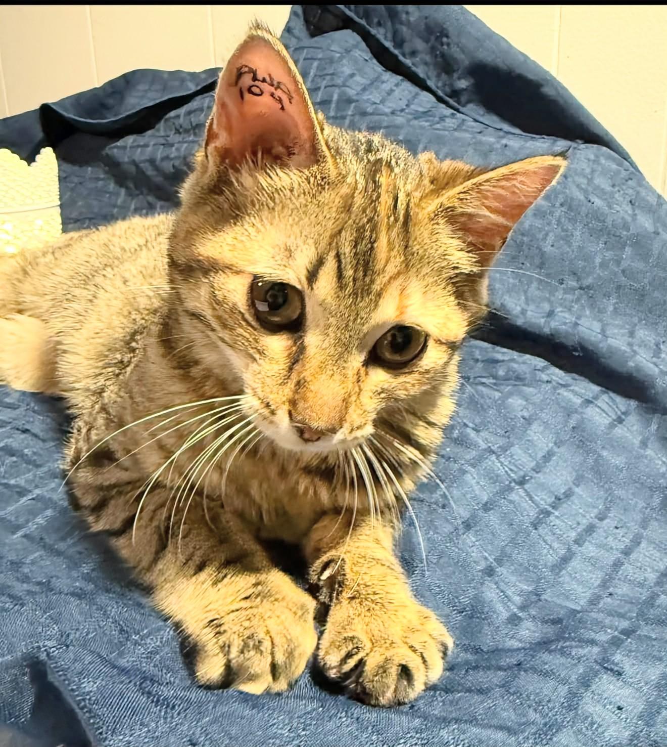 Enlarge Sasha, a ADOPTABLE Domestic Short Hair in Winnipeg, MB image 5/5