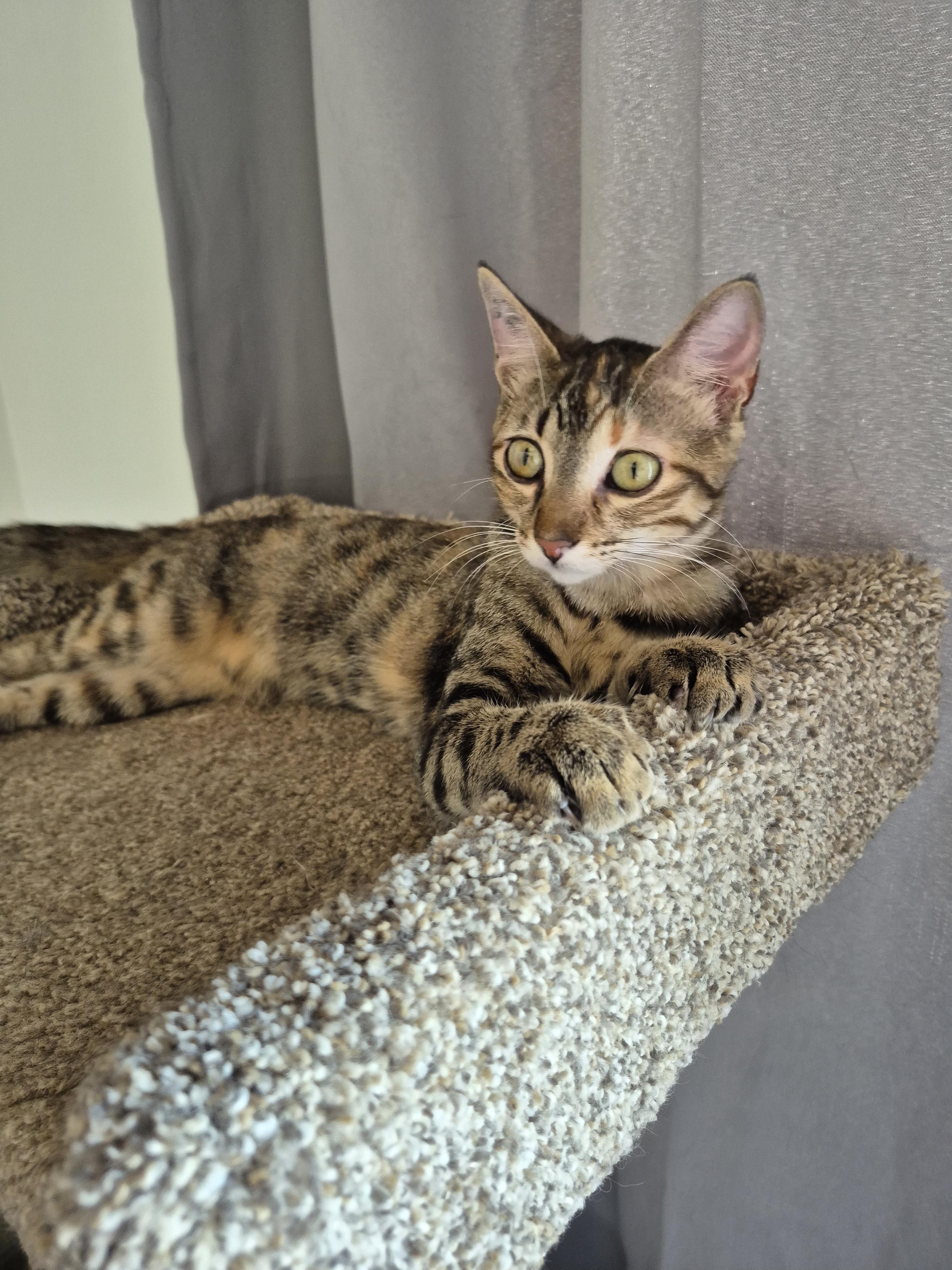 Sasha, ADOPTABLE, Kitten Female Domestic Short Hair.