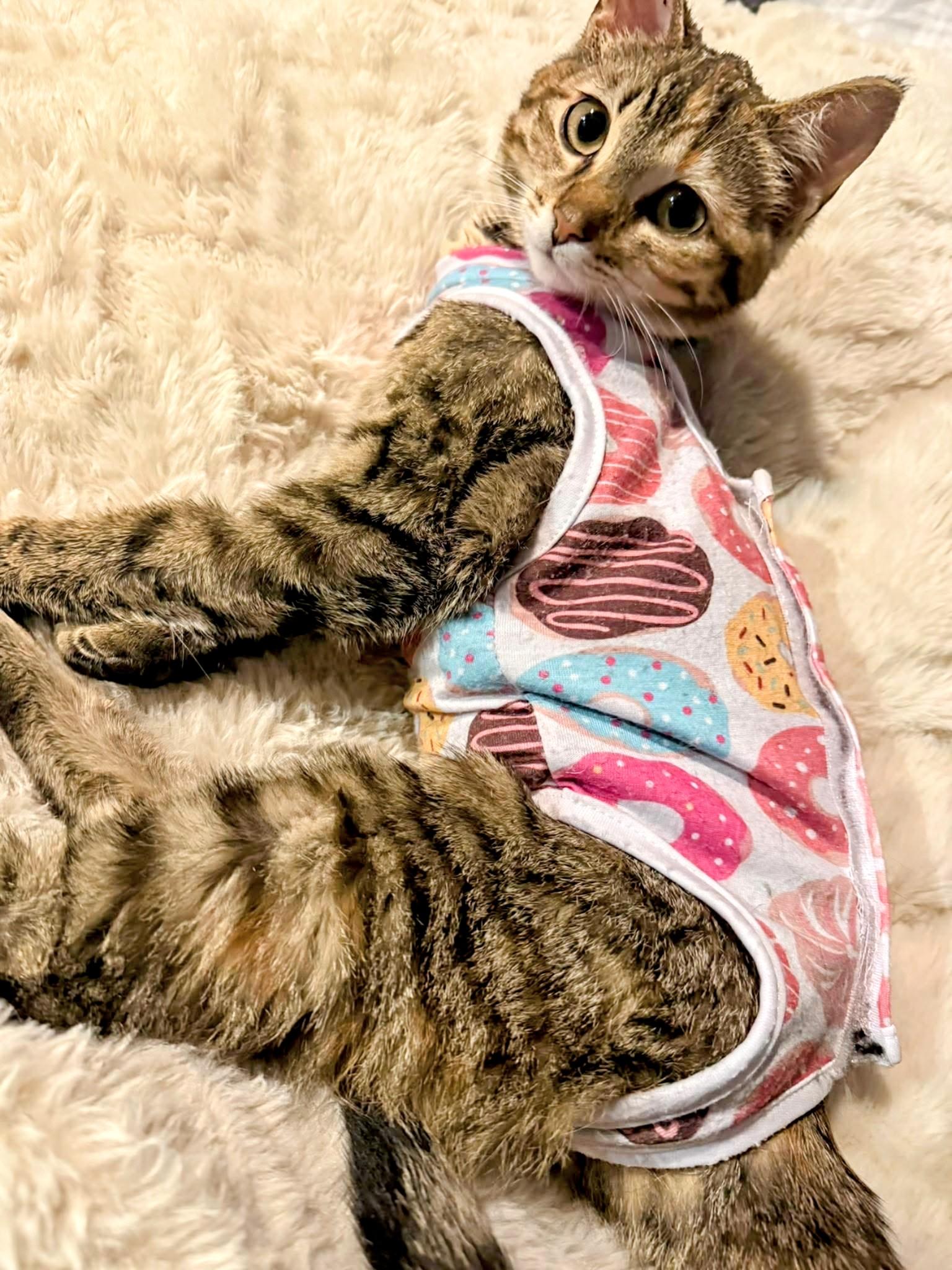 Enlarge Sasha, a ADOPTABLE Domestic Short Hair in Winnipeg, MB image 4/5