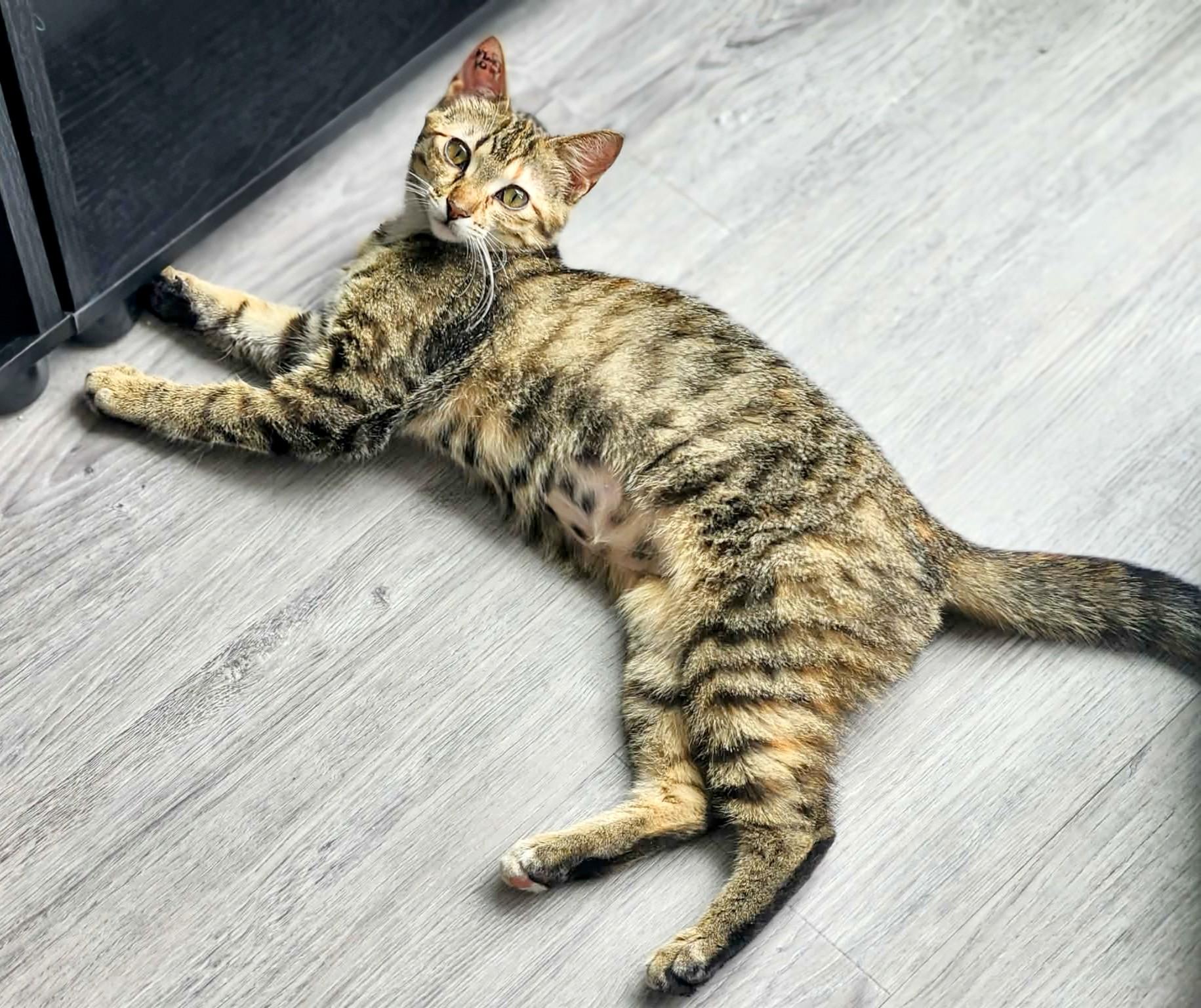 Sasha, a ADOPTABLE Domestic Short Hair in Winnipeg, MB image 5/5