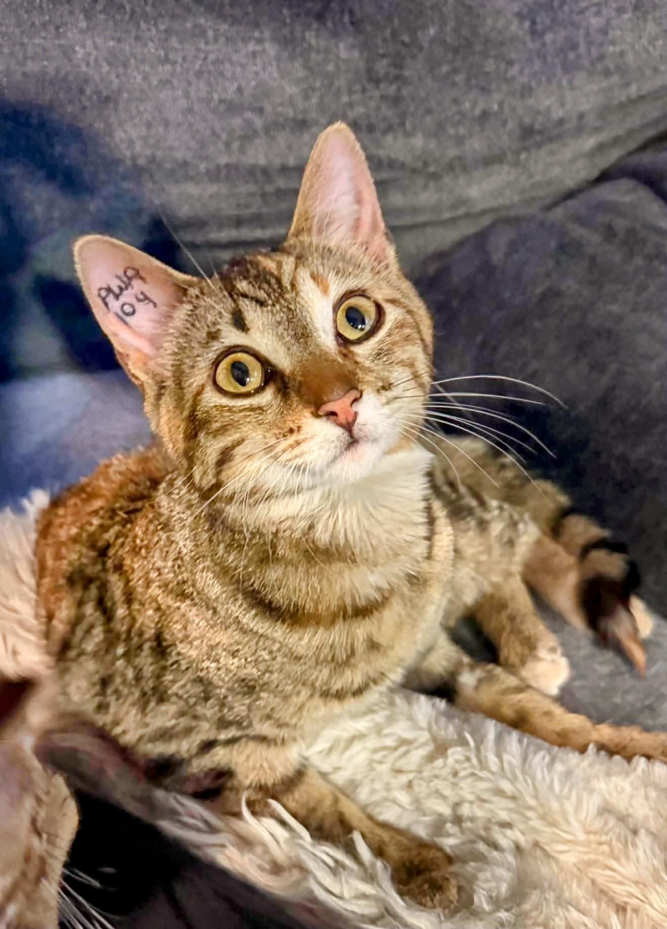 Enlarge Sasha, a ADOPTABLE Domestic Short Hair in Winnipeg, MB image 2/5