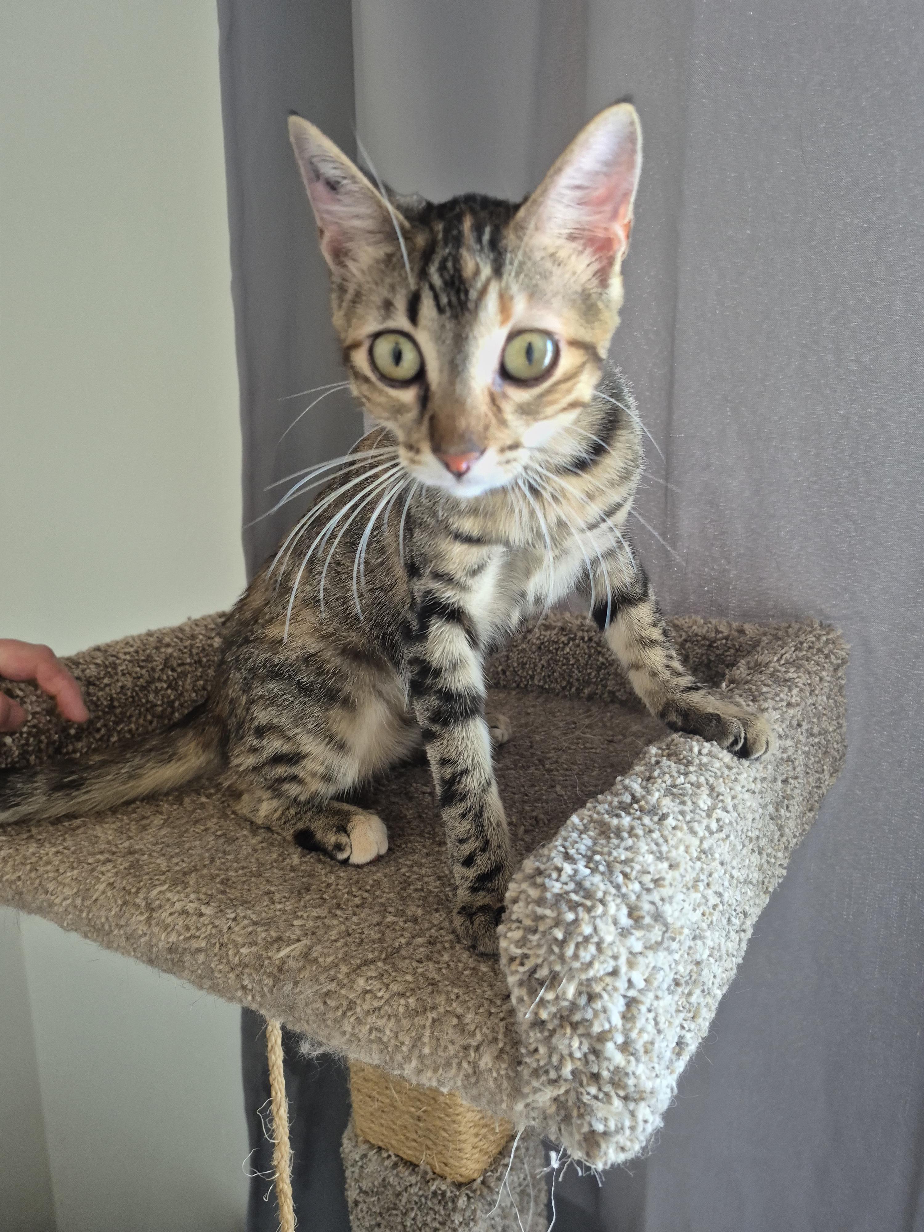 Enlarge Sasha, a ADOPTABLE Domestic Short Hair in Winnipeg, MB image 5/5