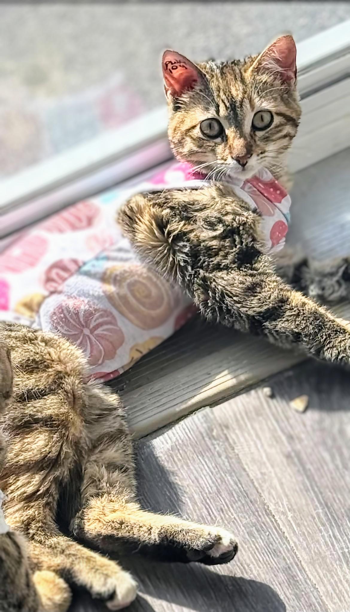Enlarge Sasha, a ADOPTABLE Domestic Short Hair in Winnipeg, MB image 1/5