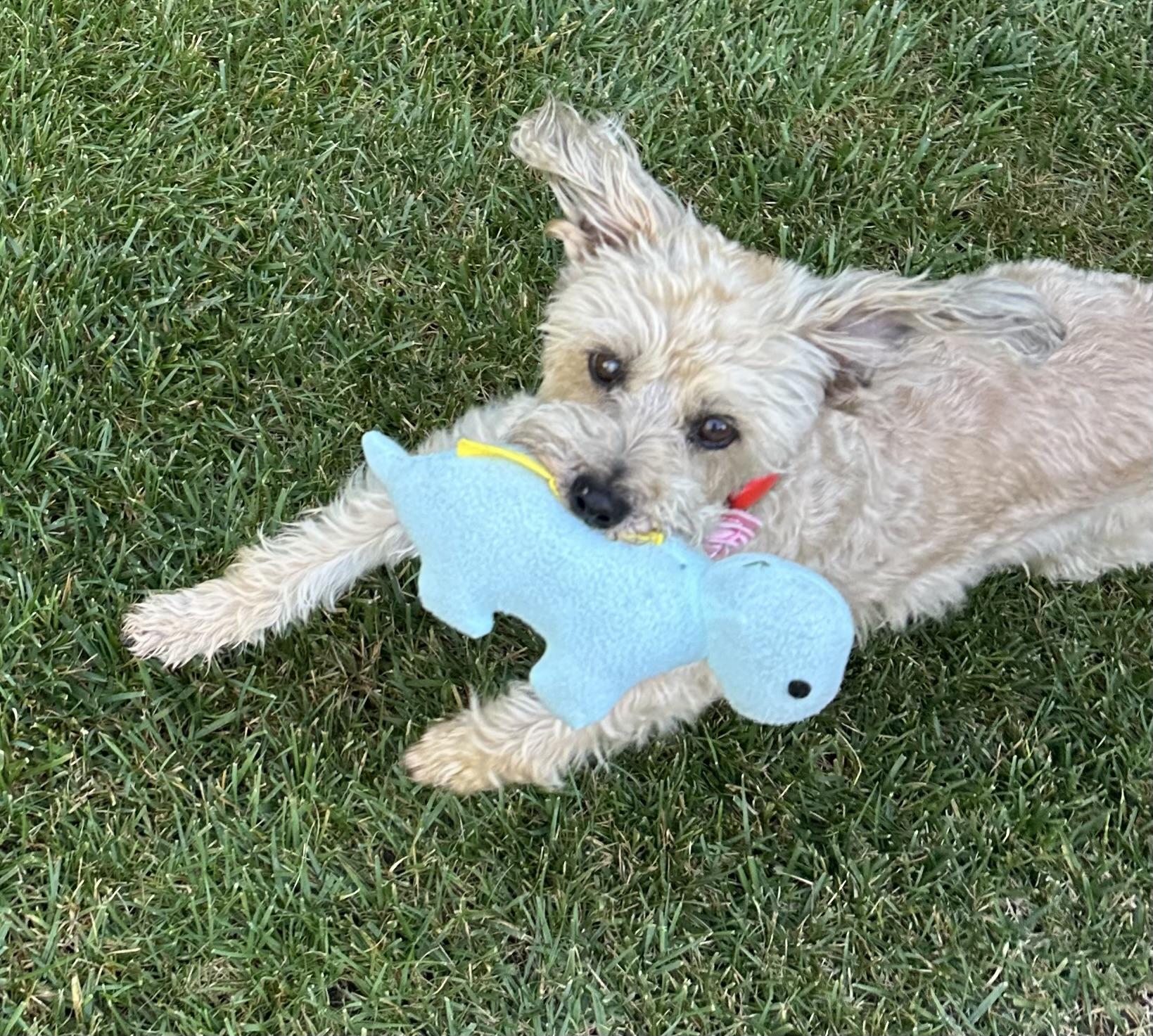 Enlarge Mia Tortilla, a ADOPTABLE mixed breed in Los Angeles, CA image 5/6