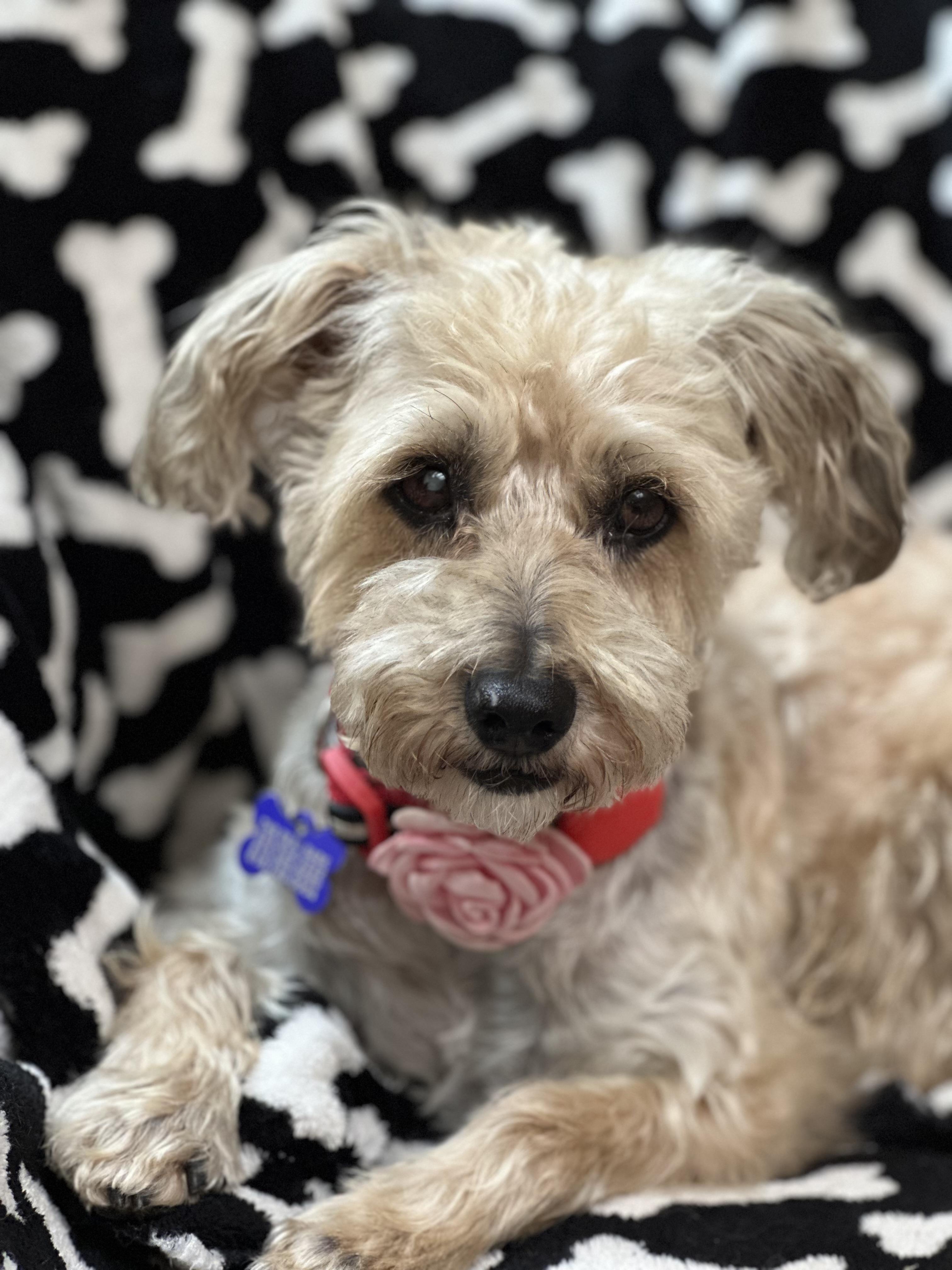 Enlarge Mia Tortilla, a ADOPTABLE mixed breed in Los Angeles, CA image 3/6