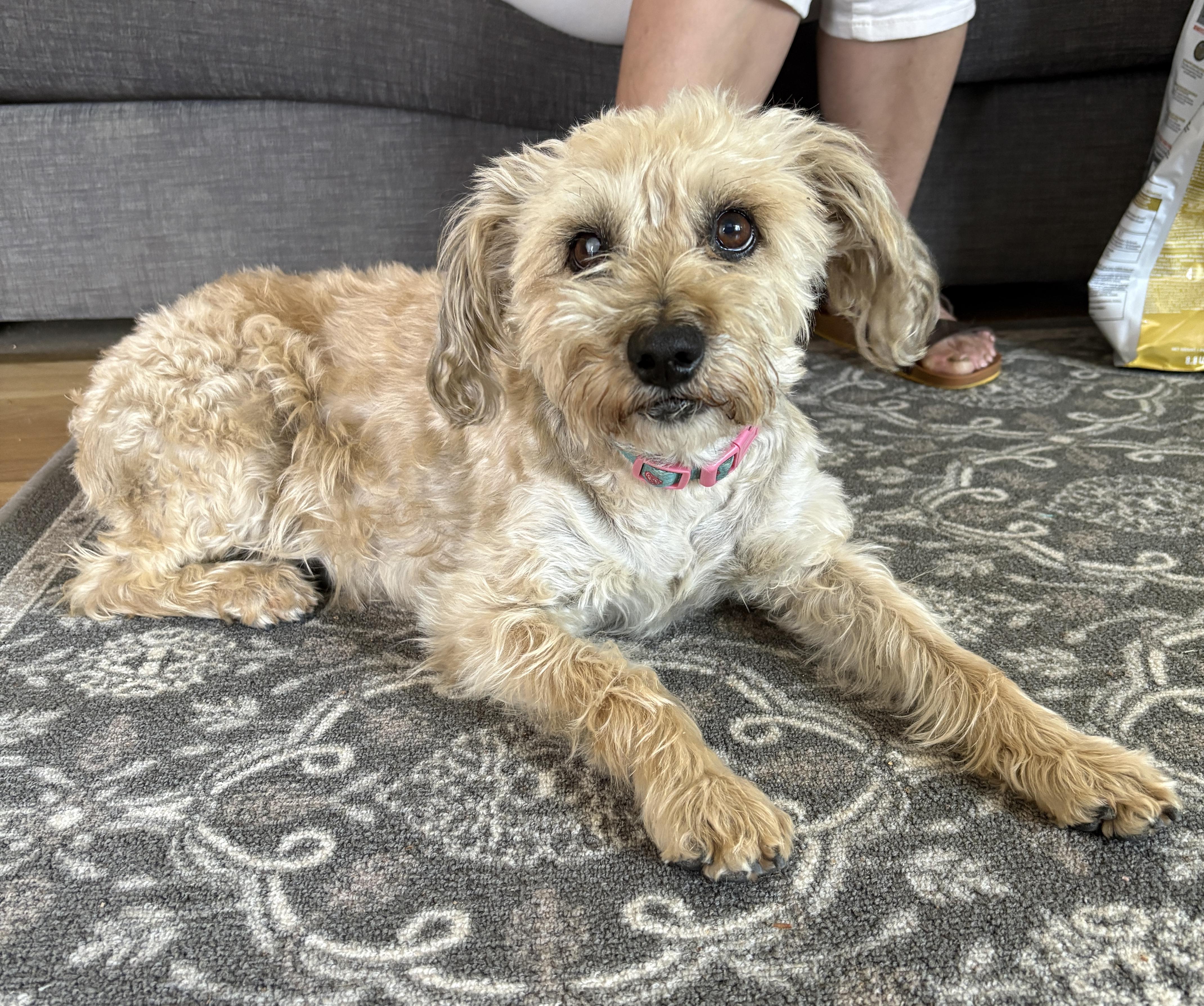 Enlarge Mia Tortilla, a ADOPTABLE mixed breed in Los Angeles, CA image 2/6