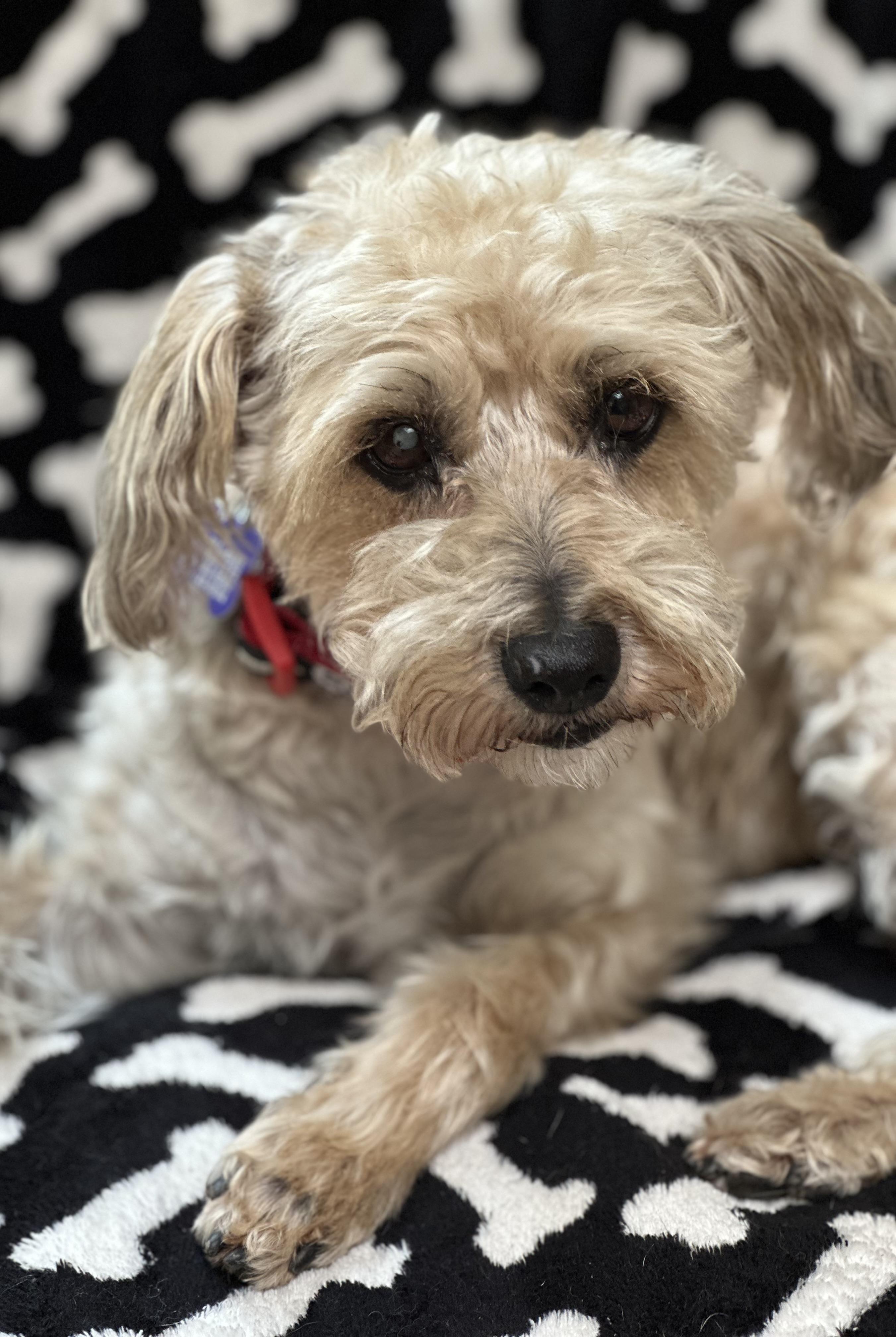 Mia Tortilla, ADOPTABLE, Adult Female Cockapoo & Miniature Poodle.