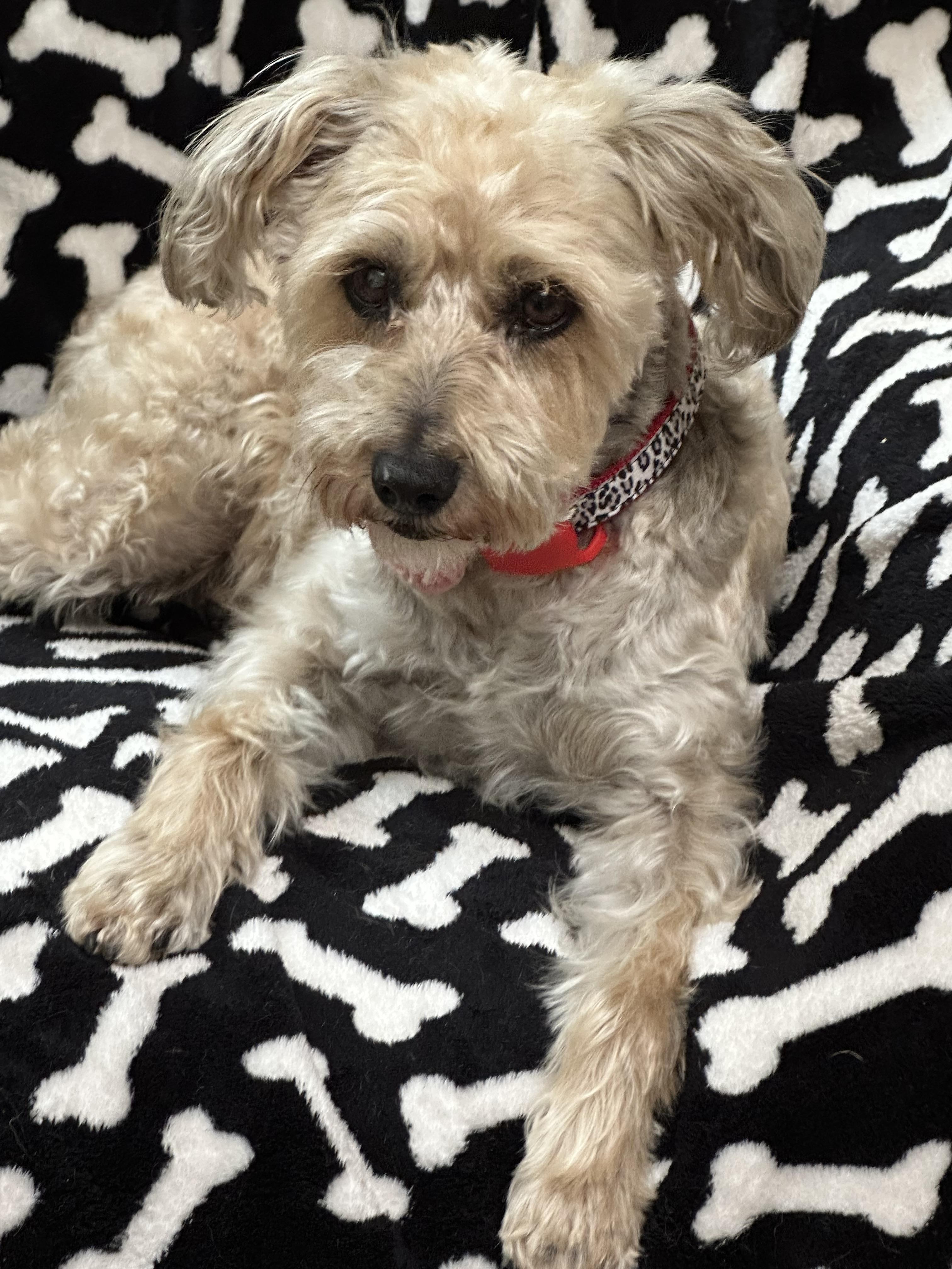 Enlarge Mia Tortilla, a ADOPTABLE mixed breed in Los Angeles, CA image 6/6