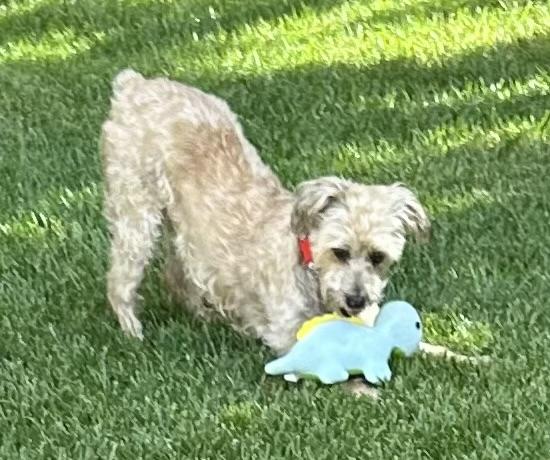 Enlarge Mia Tortilla, a ADOPTABLE mixed breed in Los Angeles, CA image 4/6