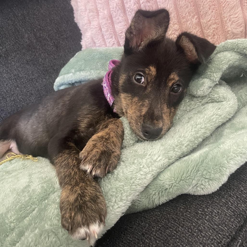 Stuart Little, Adoptable, Puppy Male Mixed Breed & Mixed Breed.