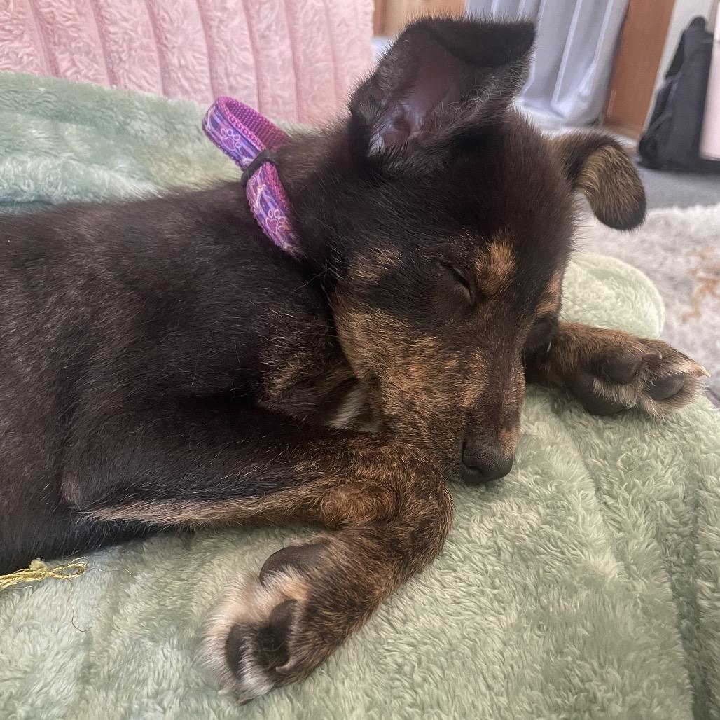 Enlarge Stuart Little, a Adoptable mixed breed in Hendersonville, NC image 2/6