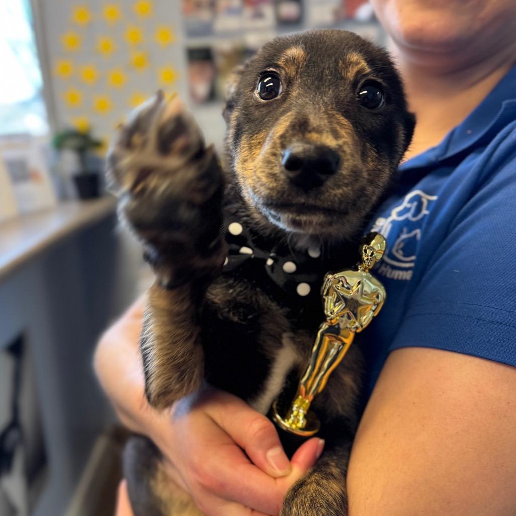 Enlarge Stuart Little, a Adoptable mixed breed in Hendersonville, NC image 3/6