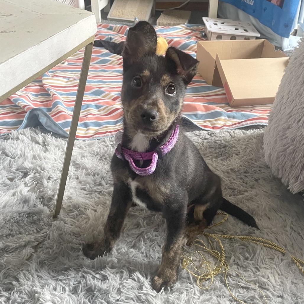 Enlarge Stuart Little, a Adoptable mixed breed in Hendersonville, NC image 4/6