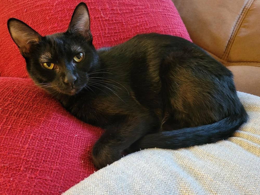Mellori, Adoptable, Young Female Domestic Short Hair.