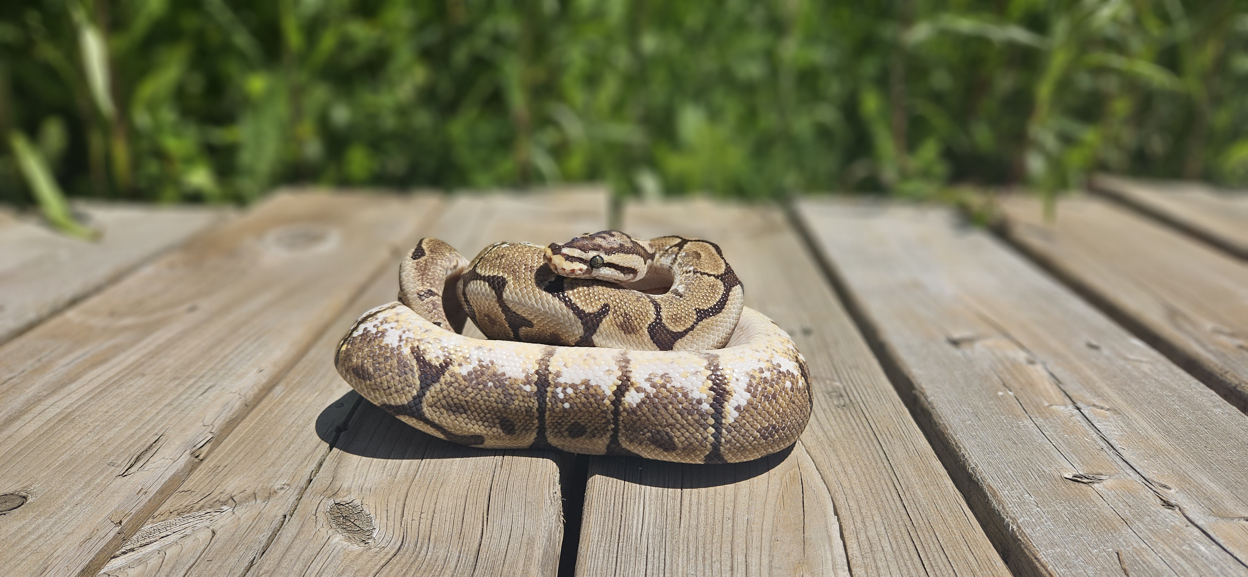 Enlarge Kronos, a Adoptable Ball Python in Whitby, ON image 1/1